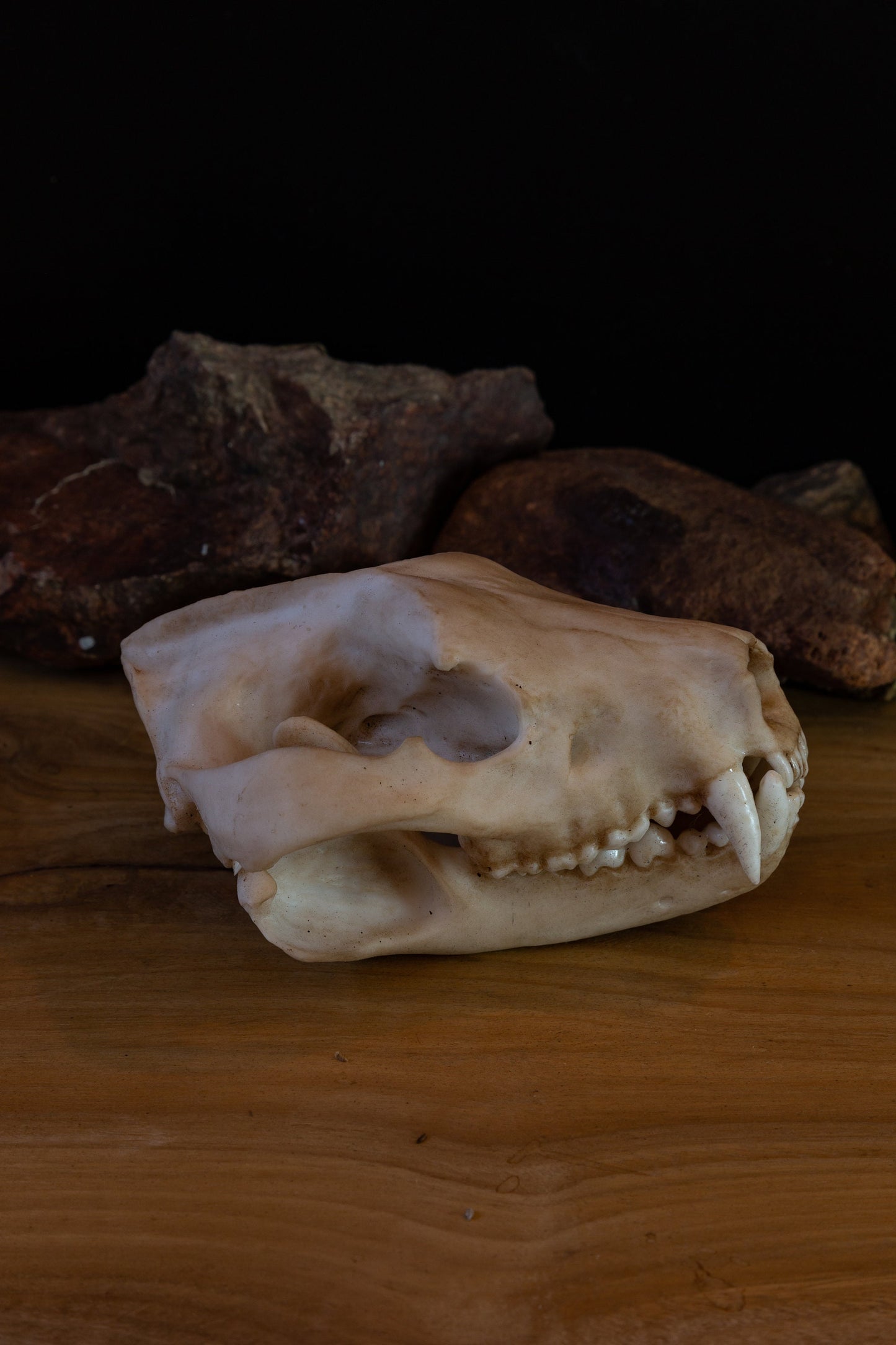 Tasmanian Devil Skull Replica – Life-Sized Display Piece