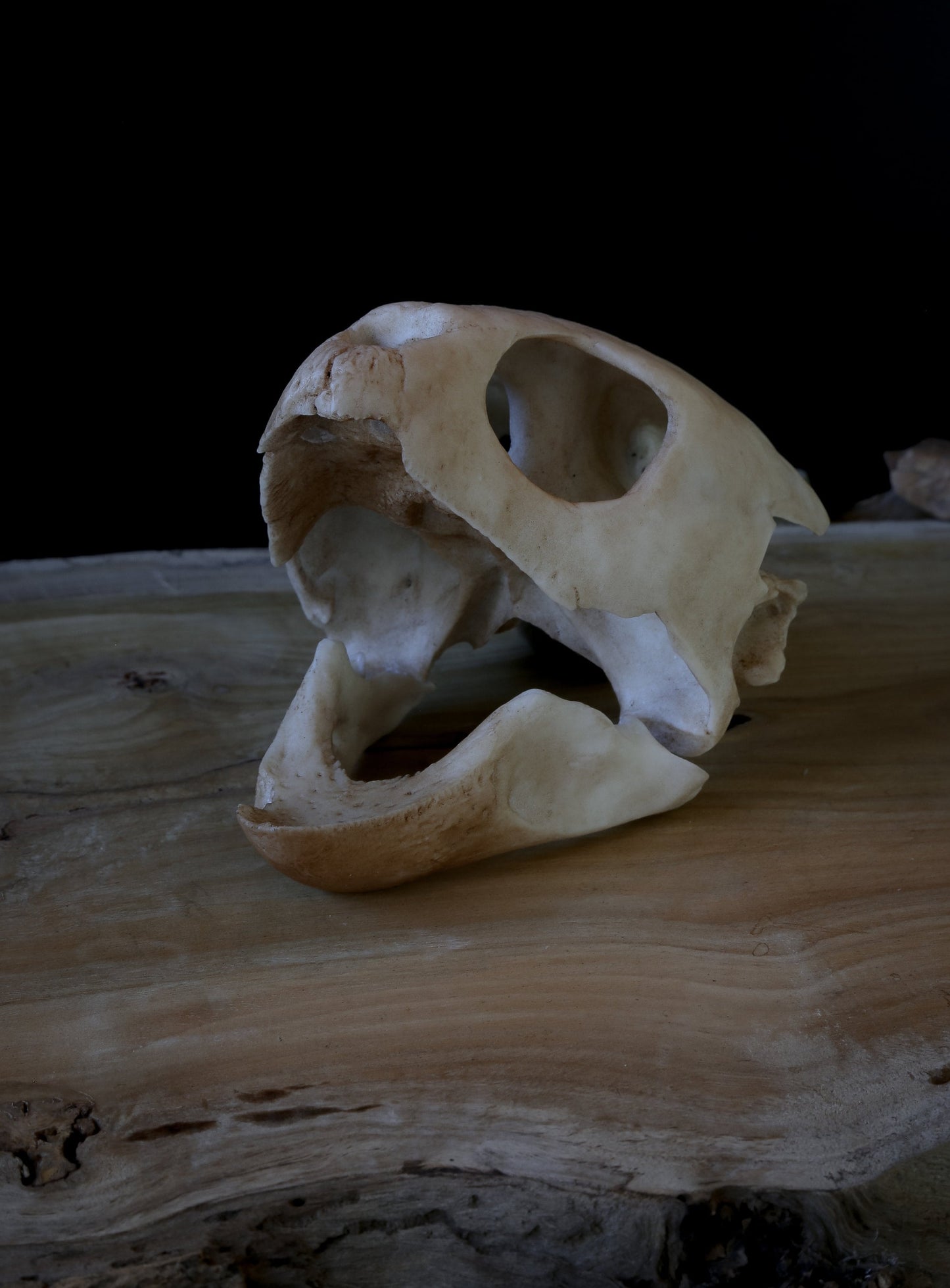 Loggerhead Sea Turtle Skull Replica – Life-Sized Display Piece