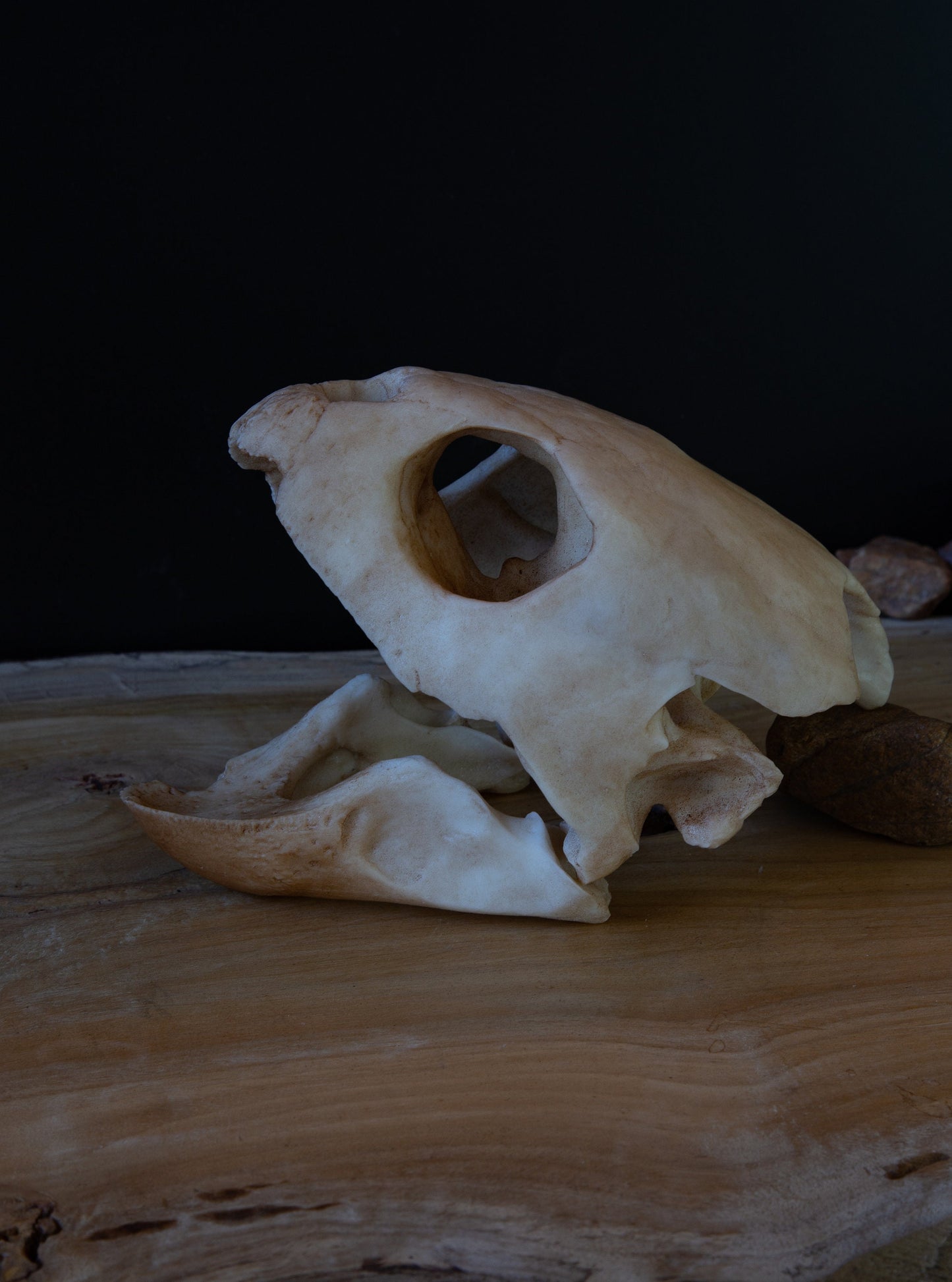 Loggerhead Sea Turtle Skull Replica – Life-Sized Display Piece