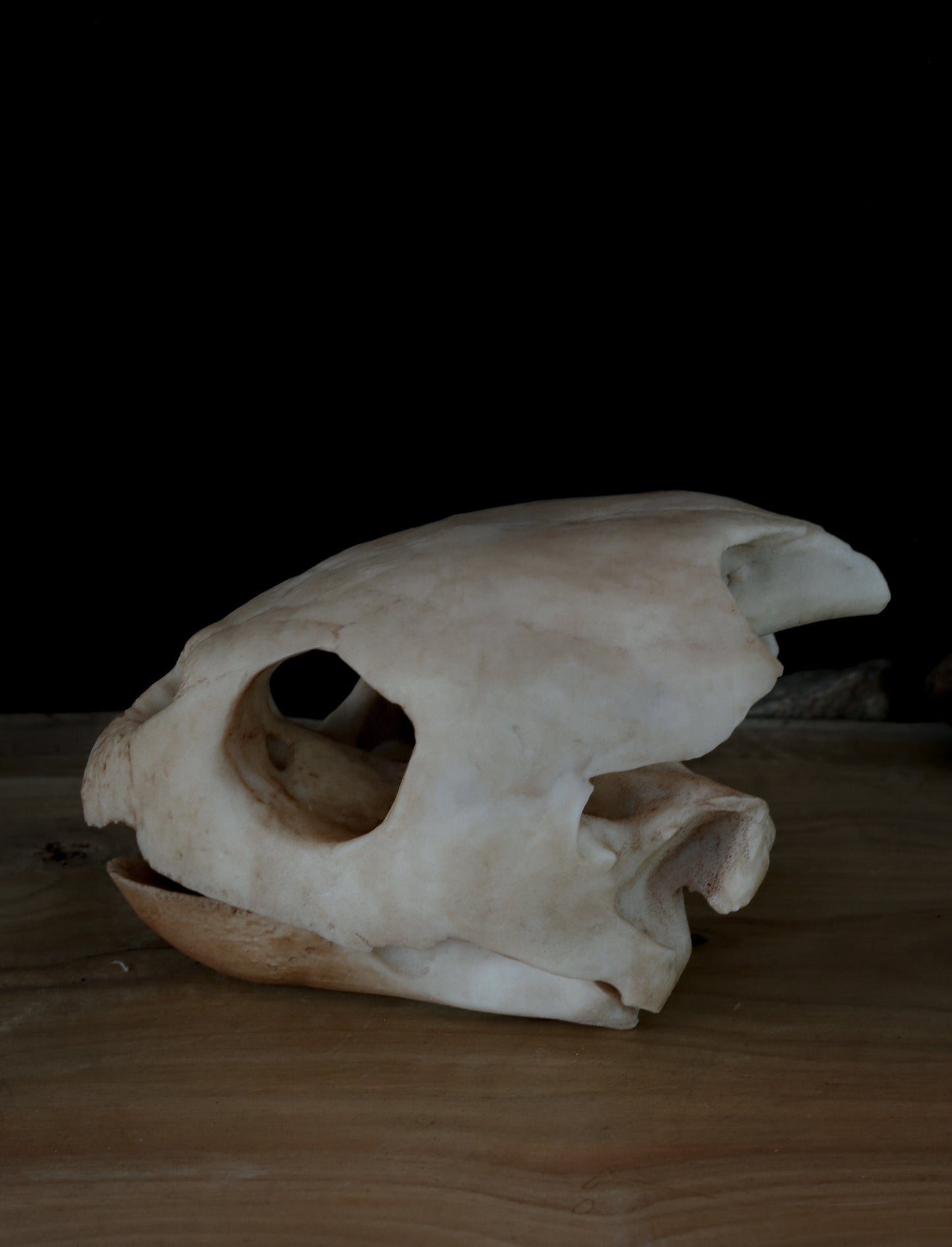 Loggerhead Sea Turtle Skull Replica – Life-Sized Display Piece