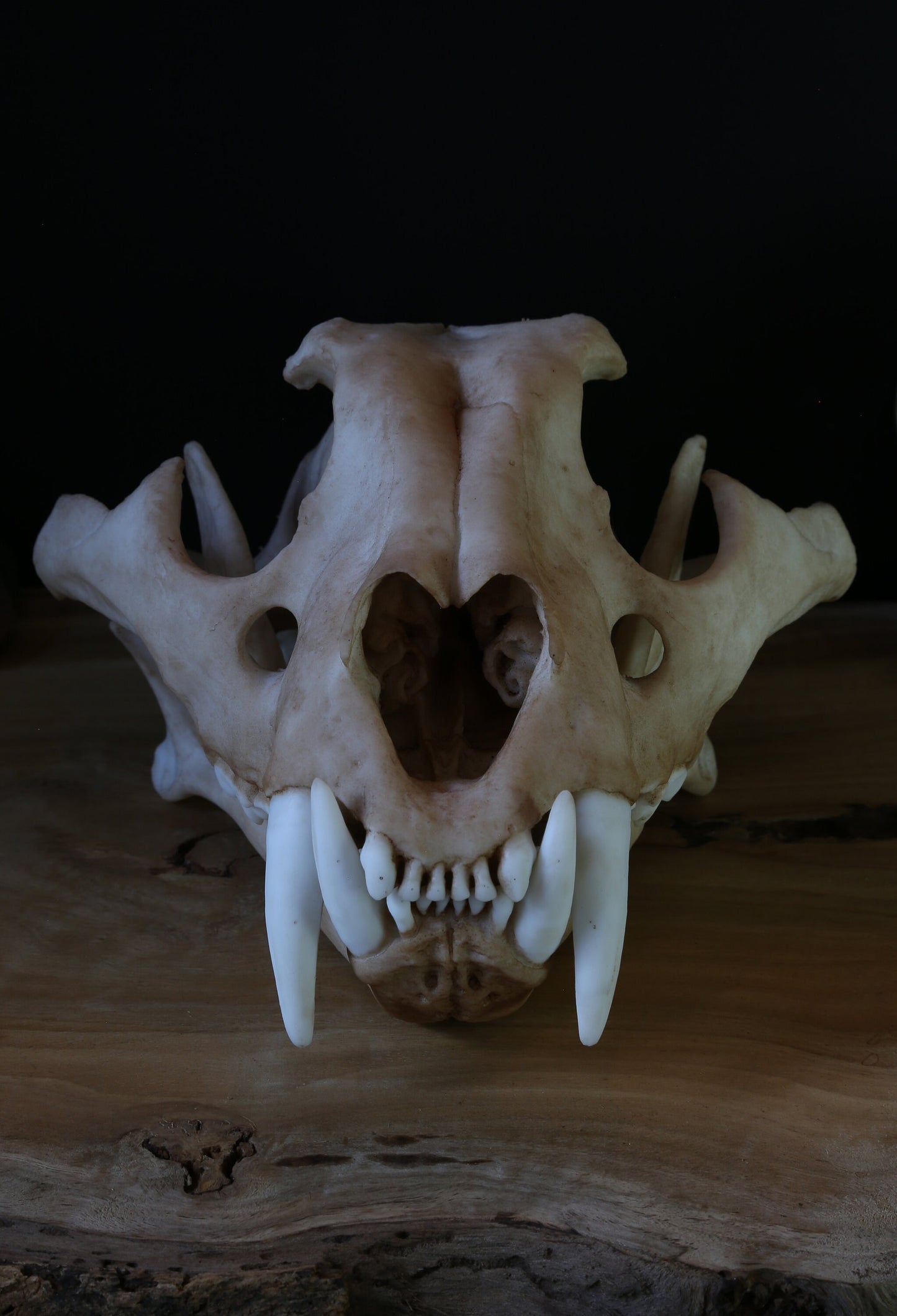 Tiger Skull juvenile Replica – Life-Sized Display Piece