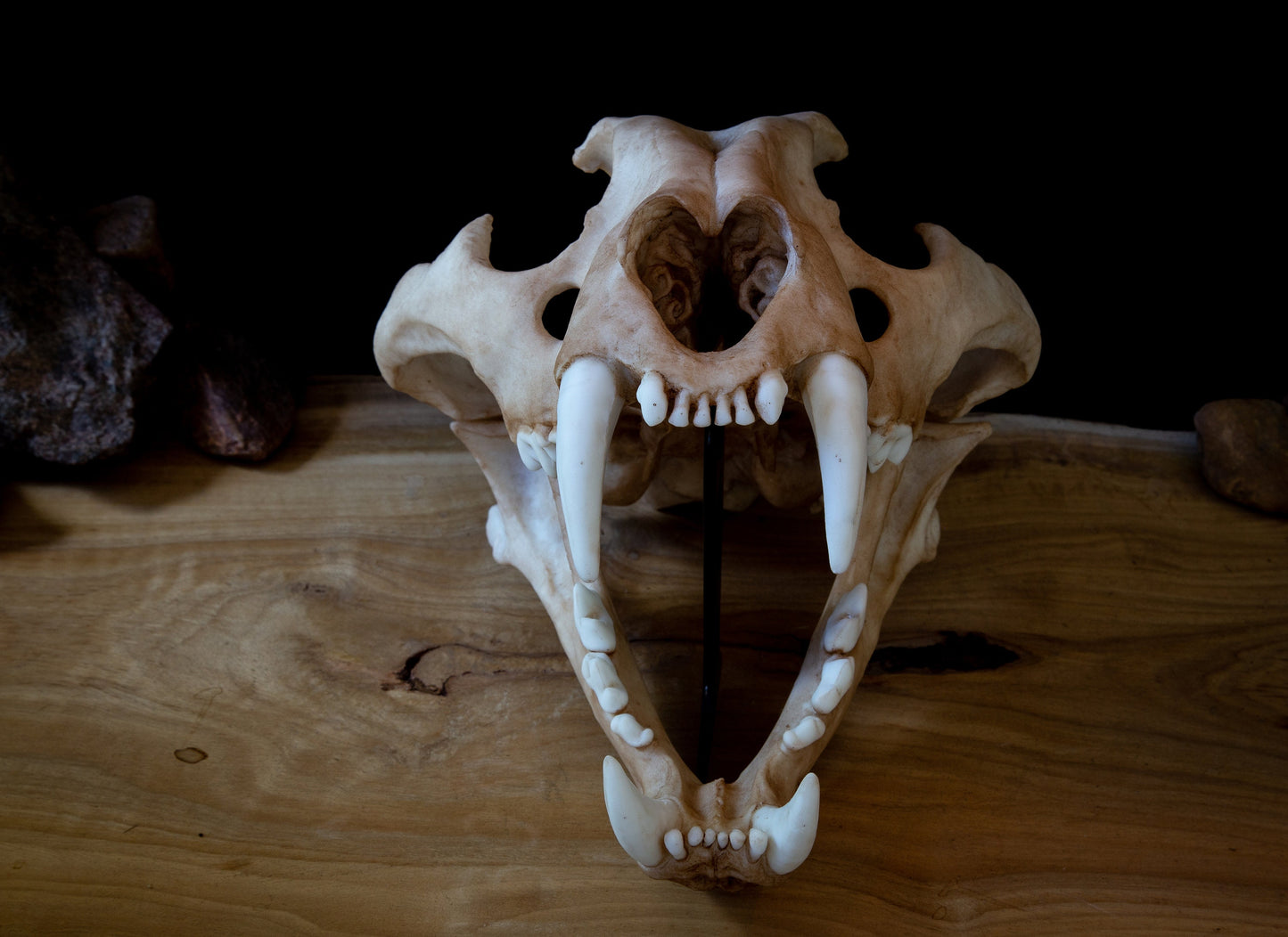 Tiger Skull juvenile Replica – Life-Sized Display Piece