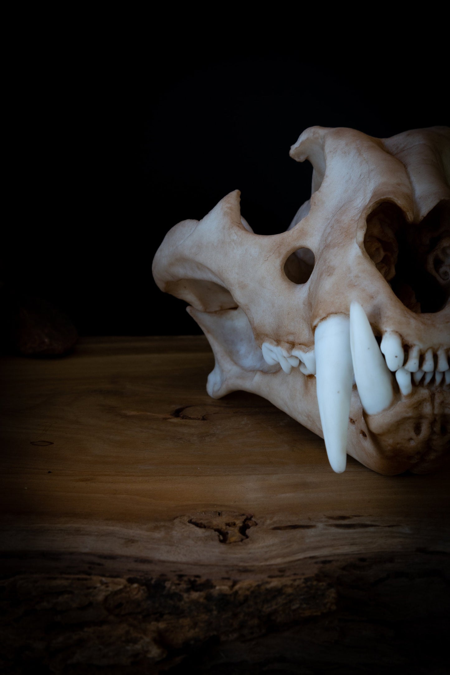 Adult Tiger Skull Replica – Large Life-Sized Display Piece