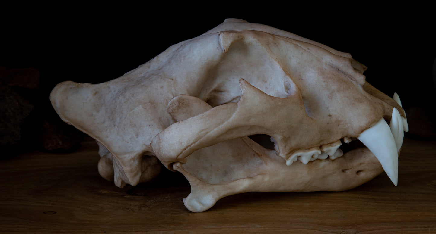 Adult Tiger Skull Replica – Large Life-Sized Display Piece