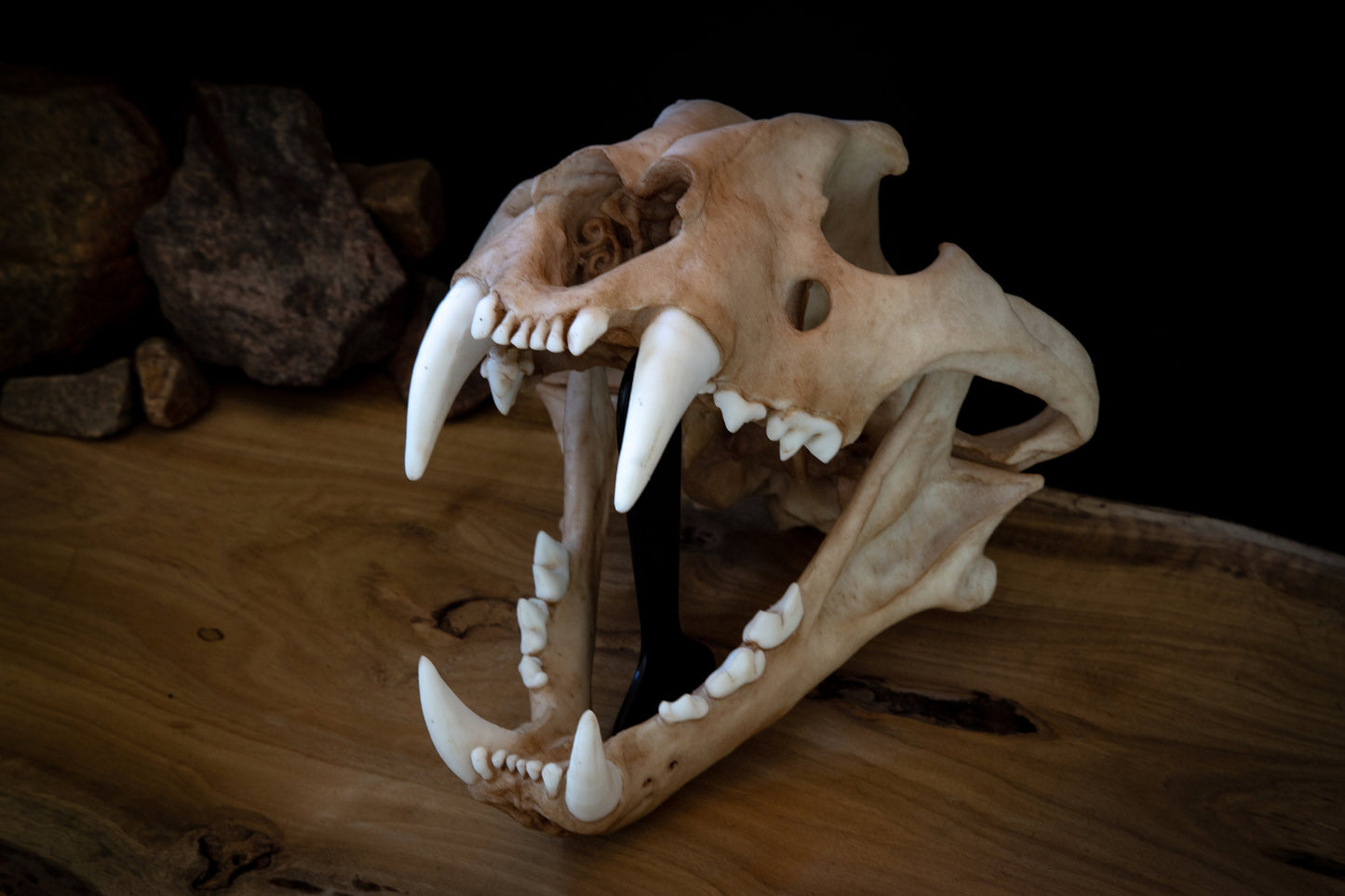 Adult Tiger Skull Replica – Large Life-Sized Display Piece