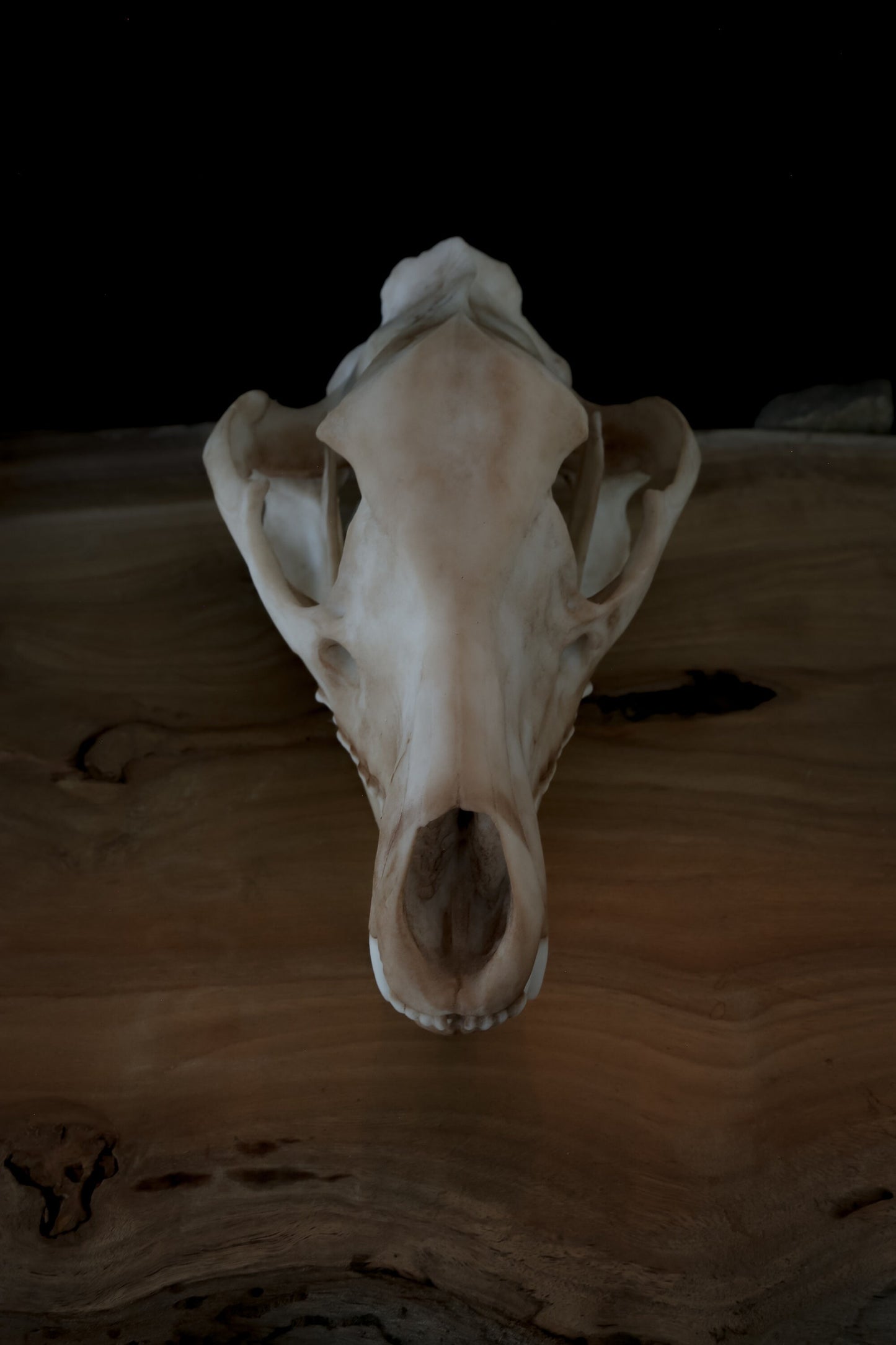 Thylacine Skull Replica – Tasmanian Tiger Display Piece