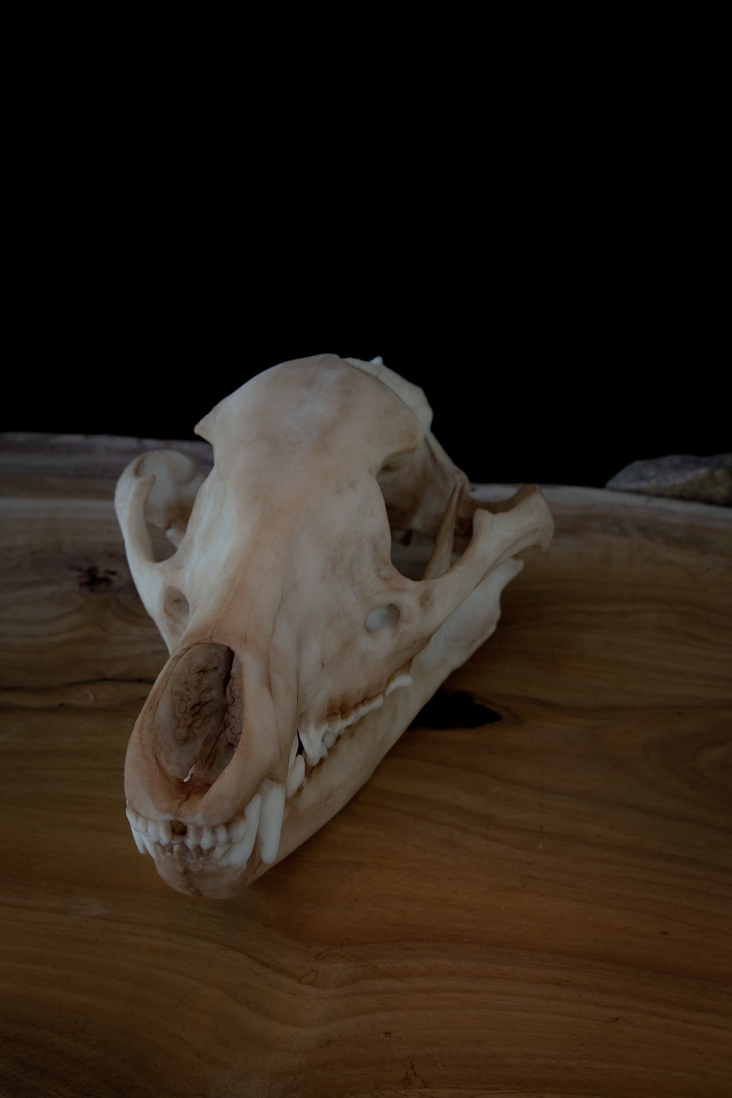 Thylacine Skull Replica – Tasmanian Tiger Display Piece