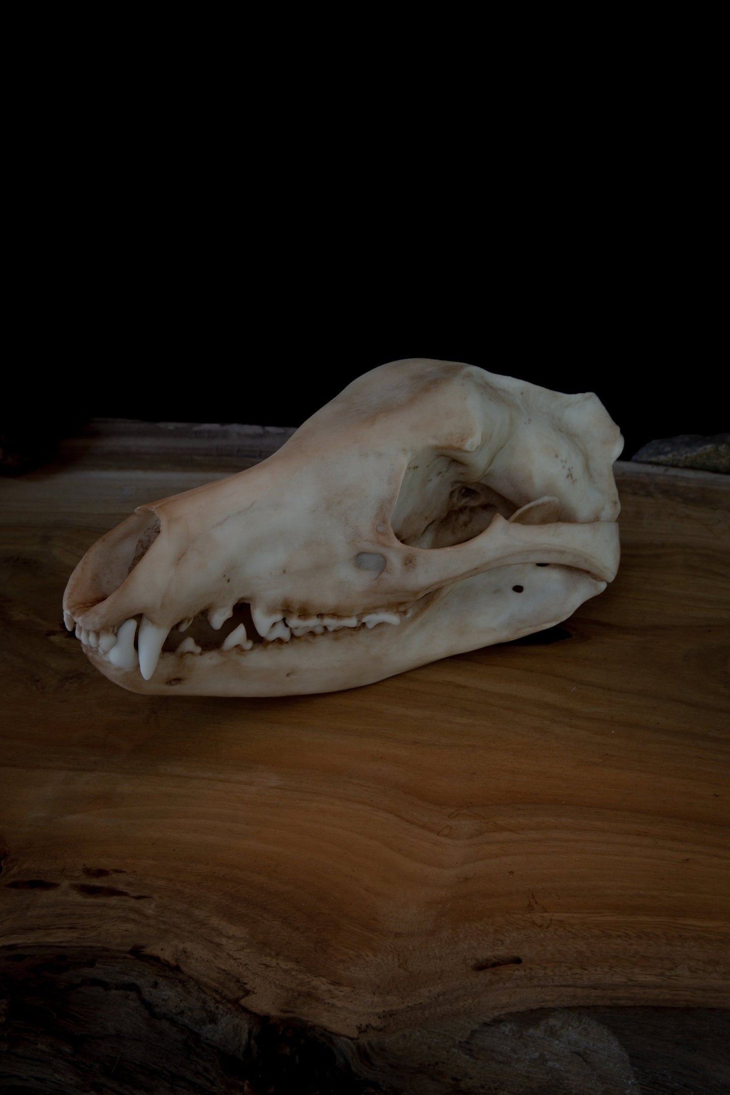 Thylacine Skull Replica – Tasmanian Tiger Display Piece