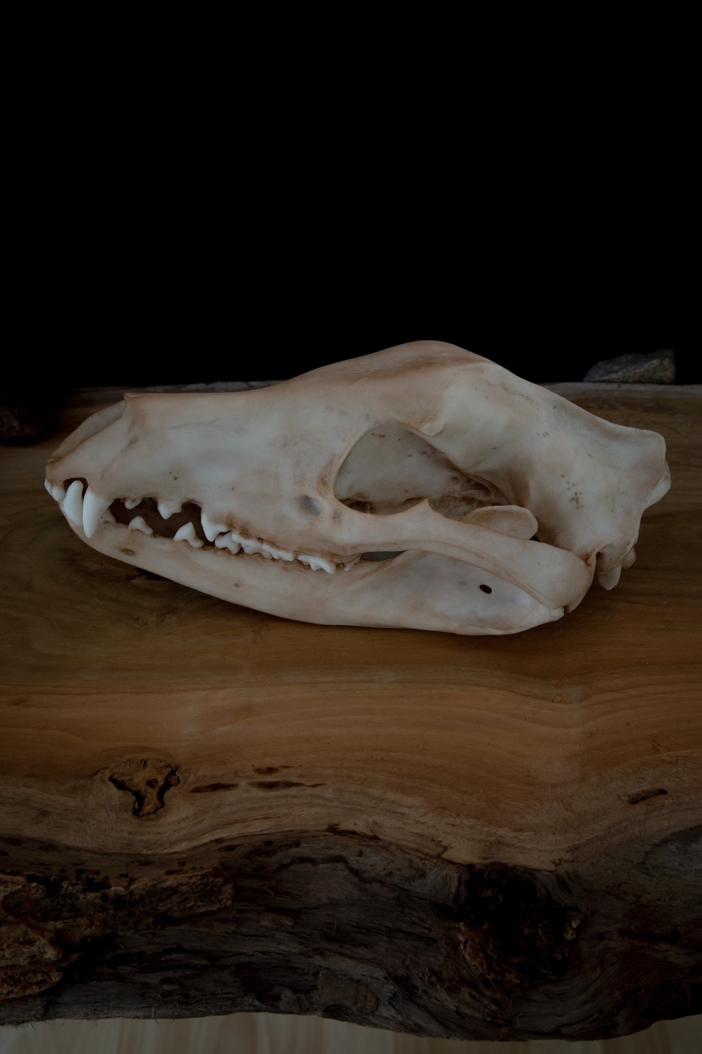 Thylacine Skull Replica – Tasmanian Tiger Display Piece