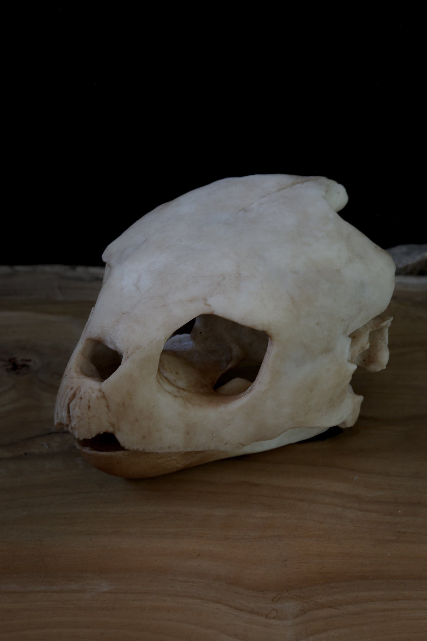 Loggerhead Sea Turtle Skull Replica – Life-Sized Display Piece