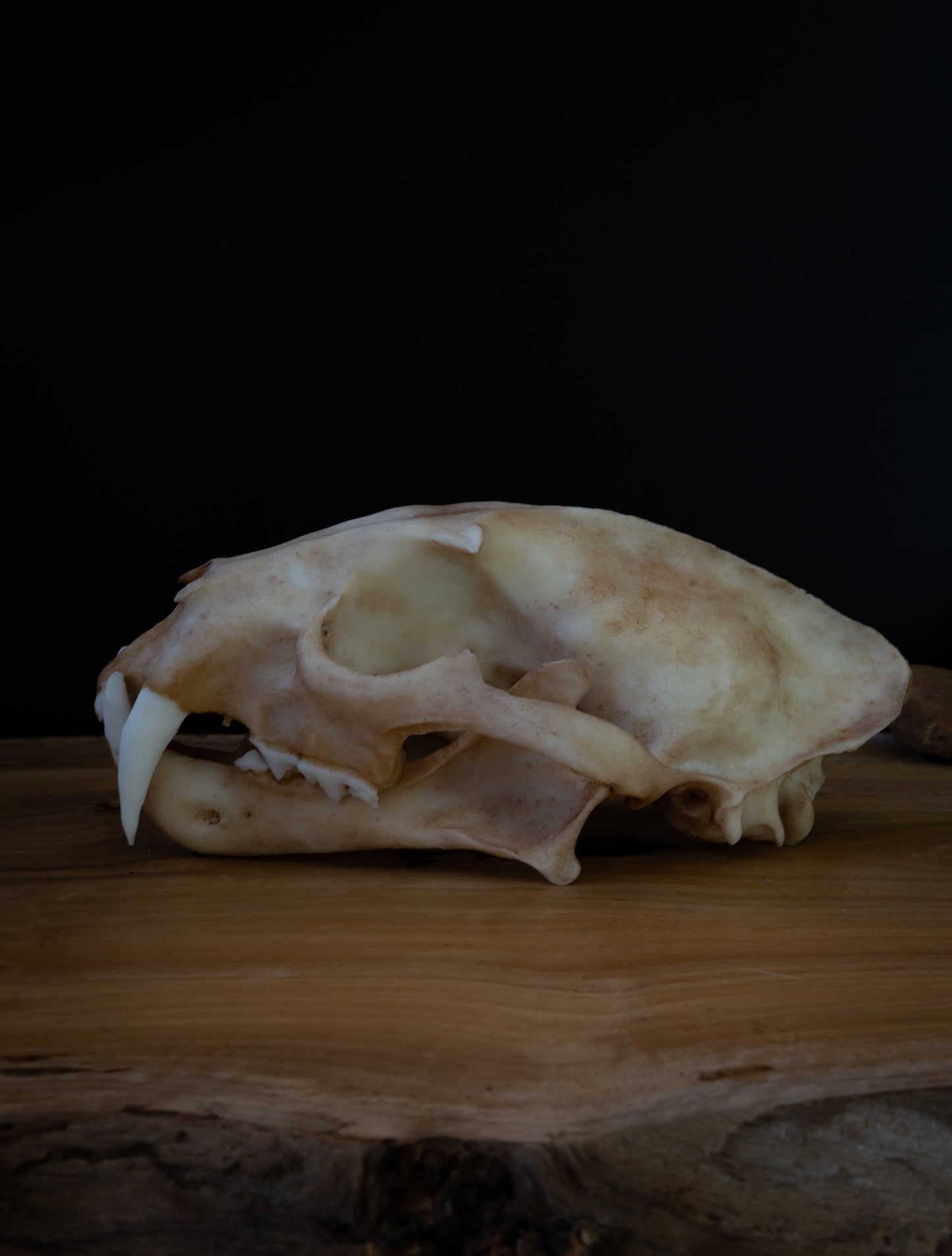 Clouded Leopard Skull Replica – Life-Sized Display Piece