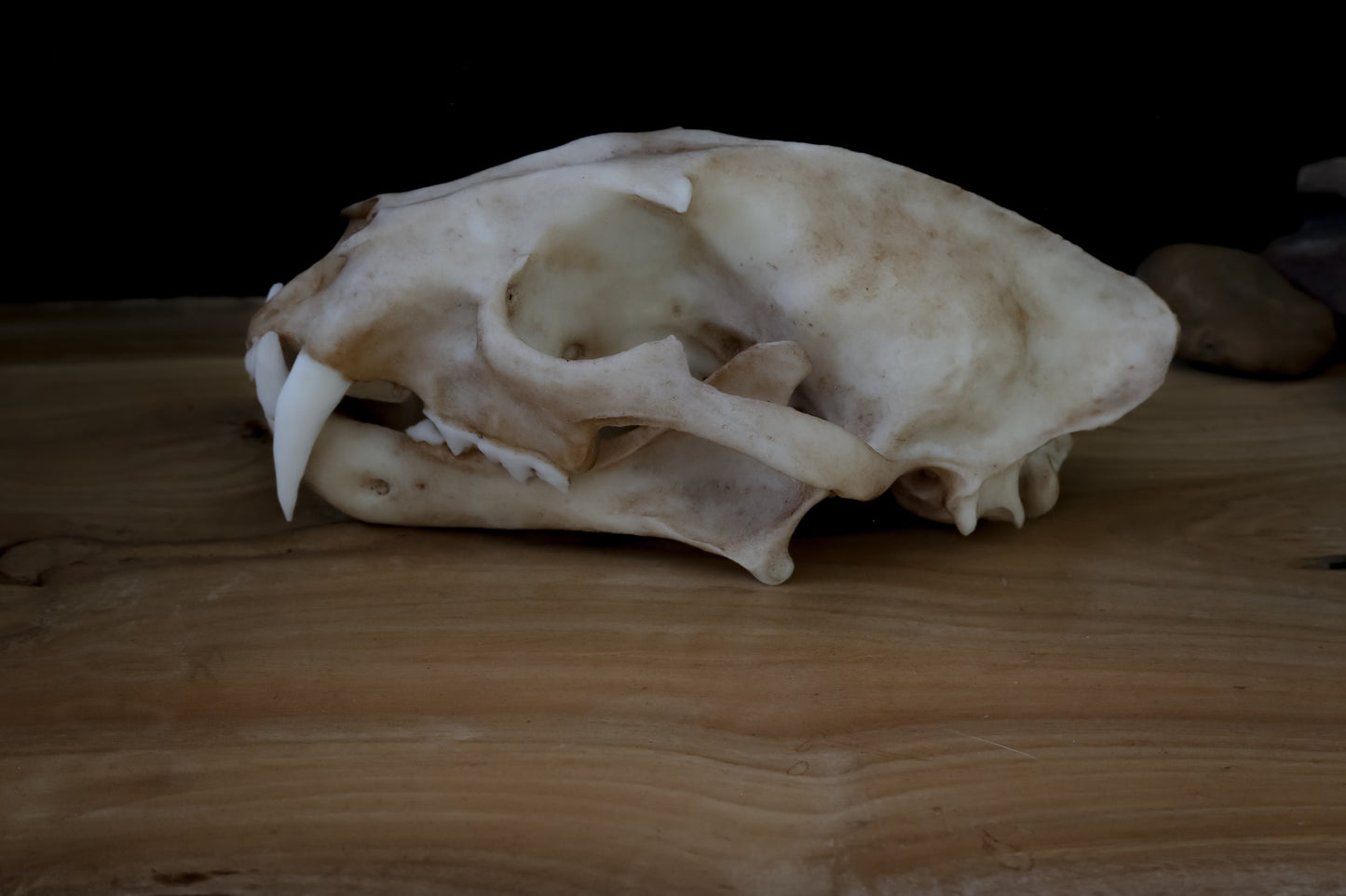 Clouded Leopard Skull Replica – Life-Sized Display Piece