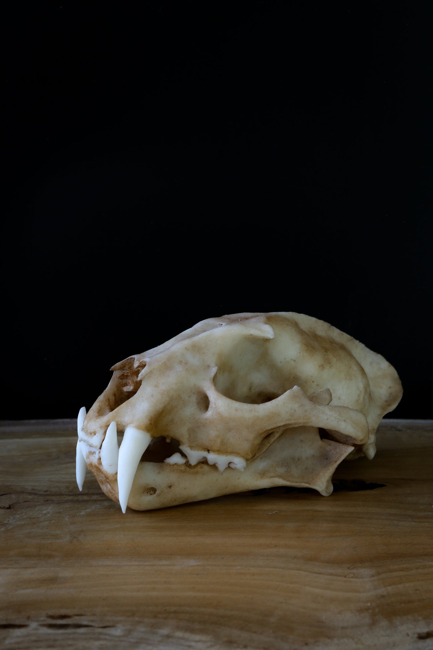 Clouded Leopard Skull Replica – Life-Sized Display Piece