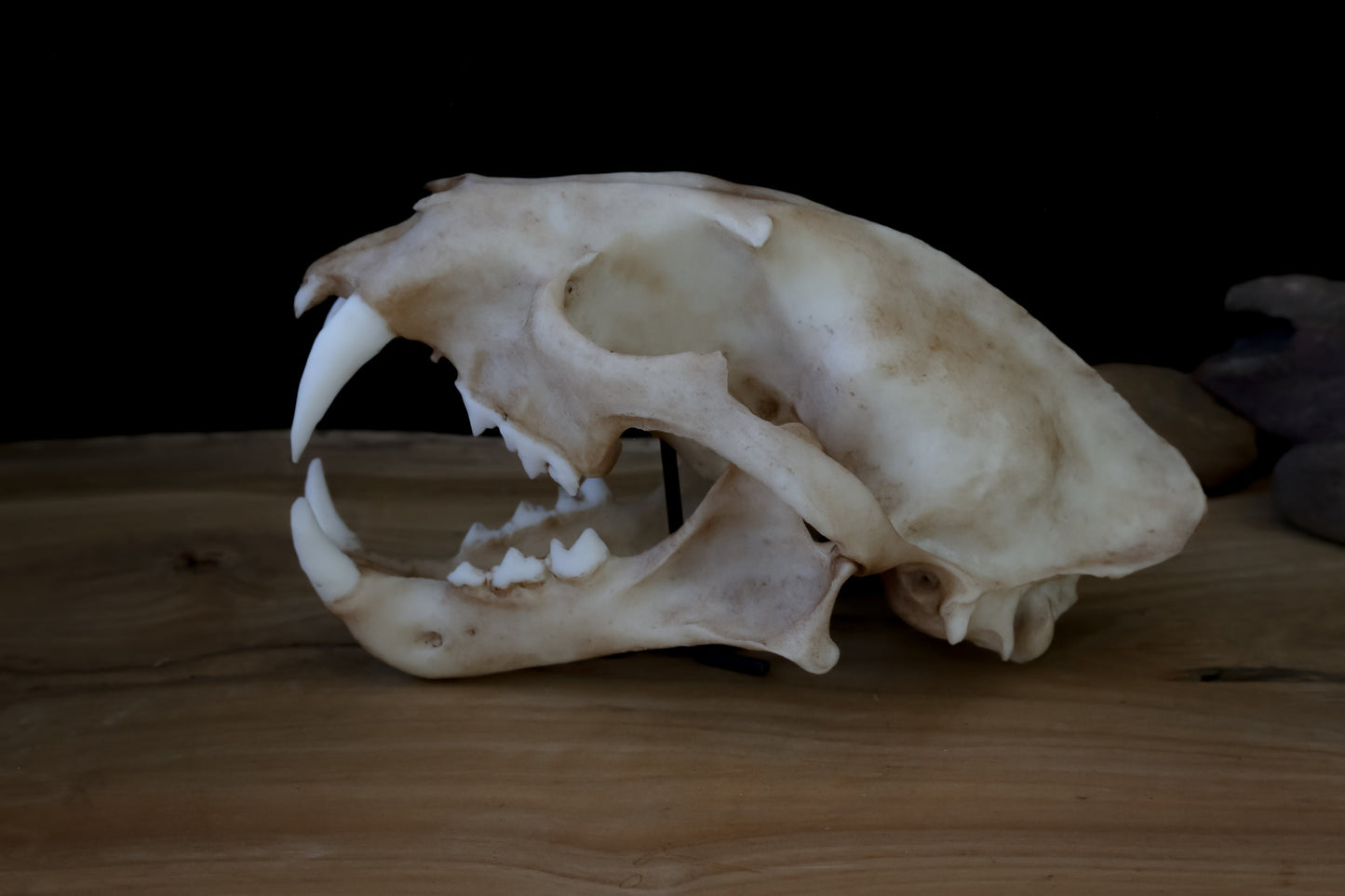 Clouded Leopard Skull Replica – Life-Sized Display Piece