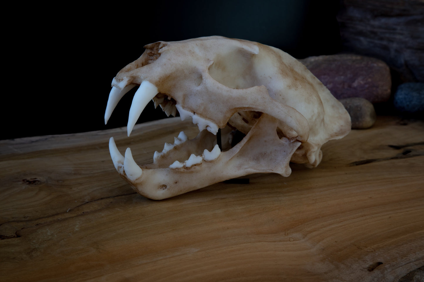 Clouded Leopard Skull Replica – Life-Sized Display Piece