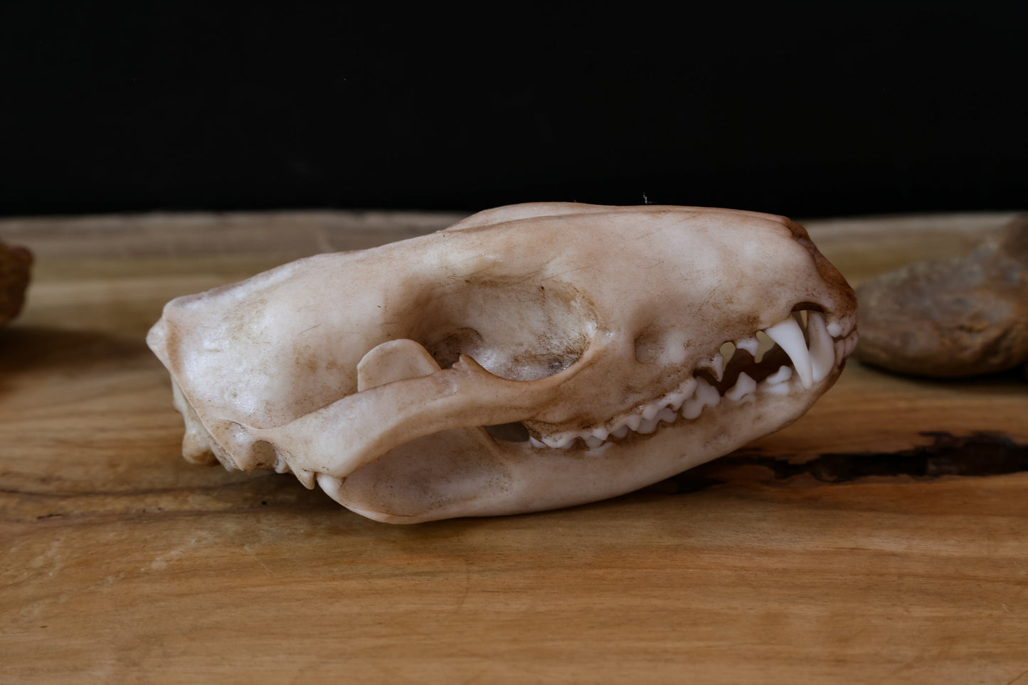 Tiger Quoll Skull Replica – Australian Marsupial Display Piece