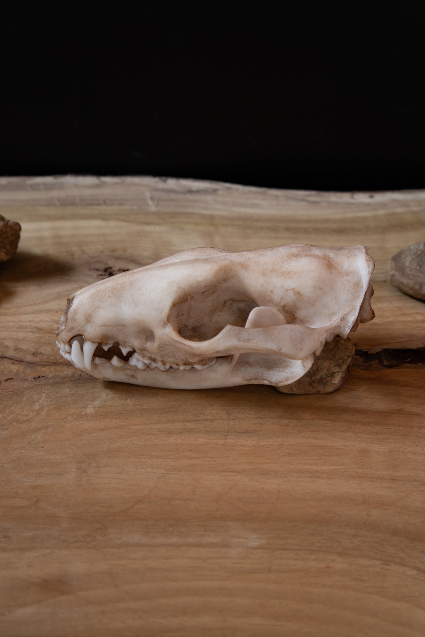 Tiger Quoll Skull Replica – Australian Marsupial Display Piece