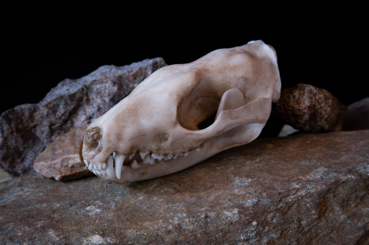 Tiger Quoll Skull Replica – Australian Marsupial Display Piece