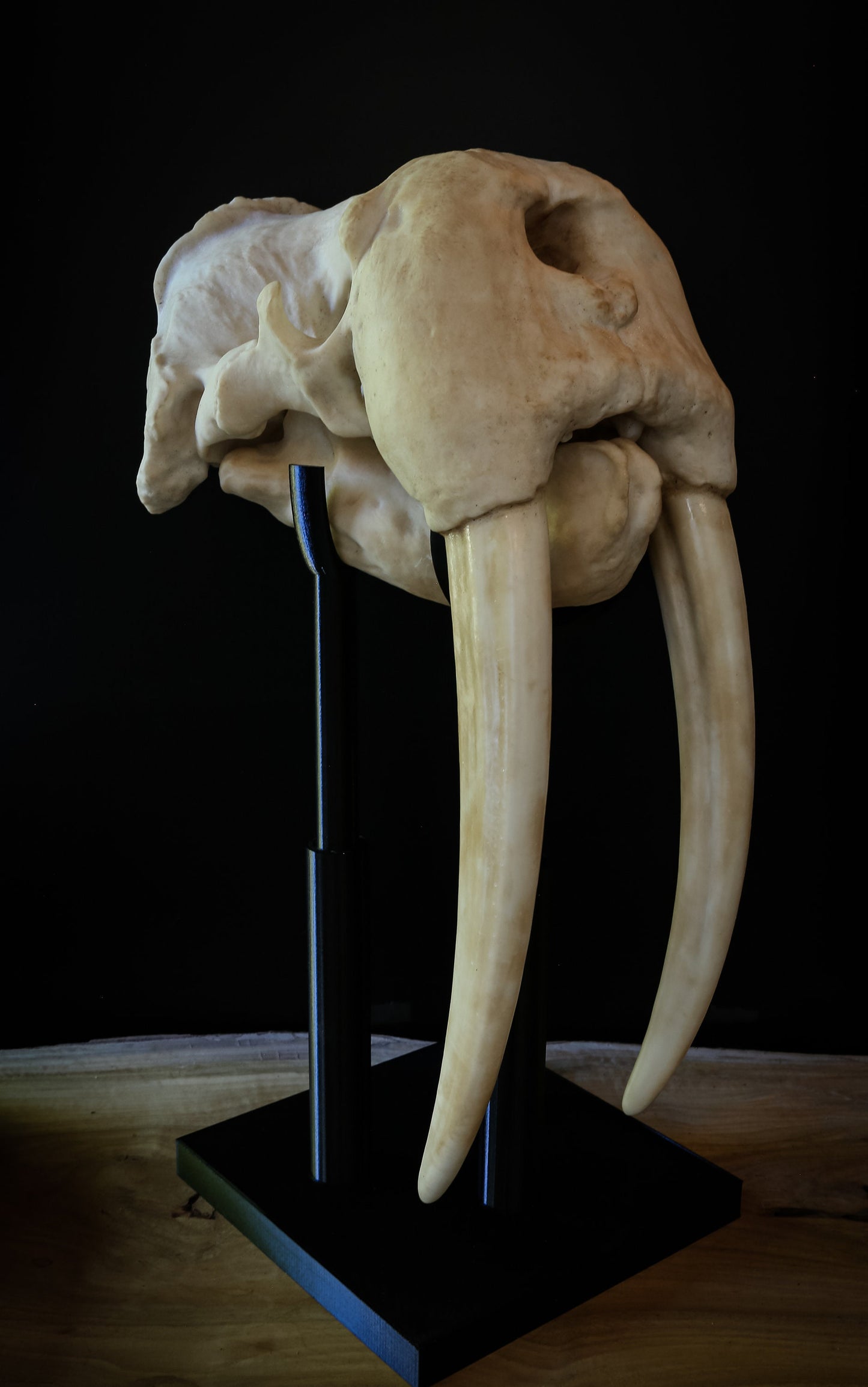 Walrus Skull Replica with Display Base – Large Life-Sized