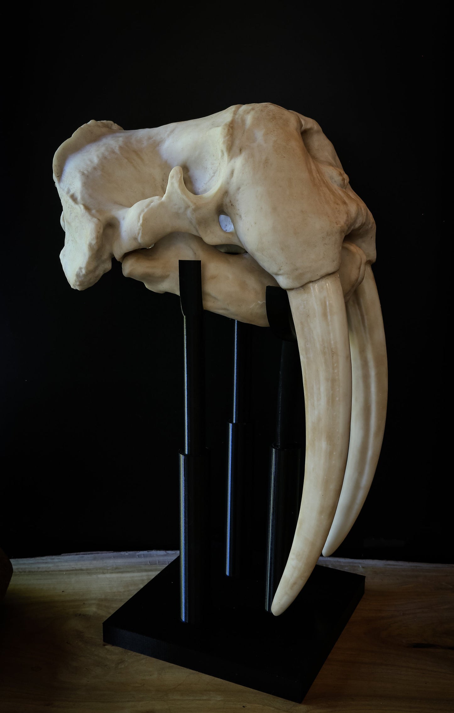 Walrus Skull Replica with Display Base – Large Life-Sized