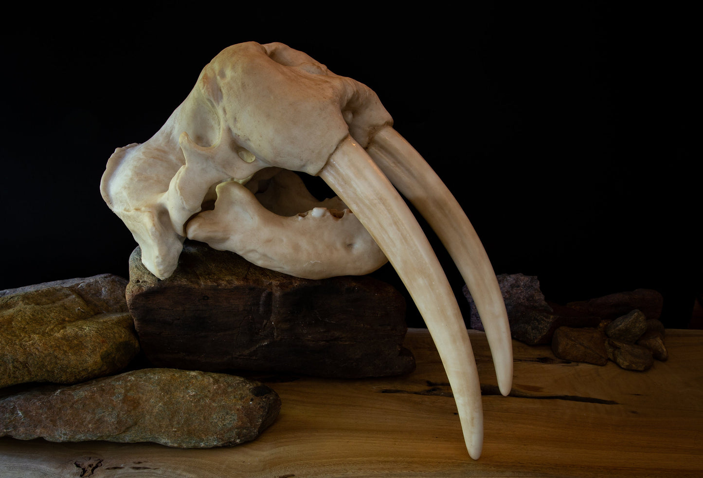 Walrus Skull Replica with Display Base – Large Life-Sized