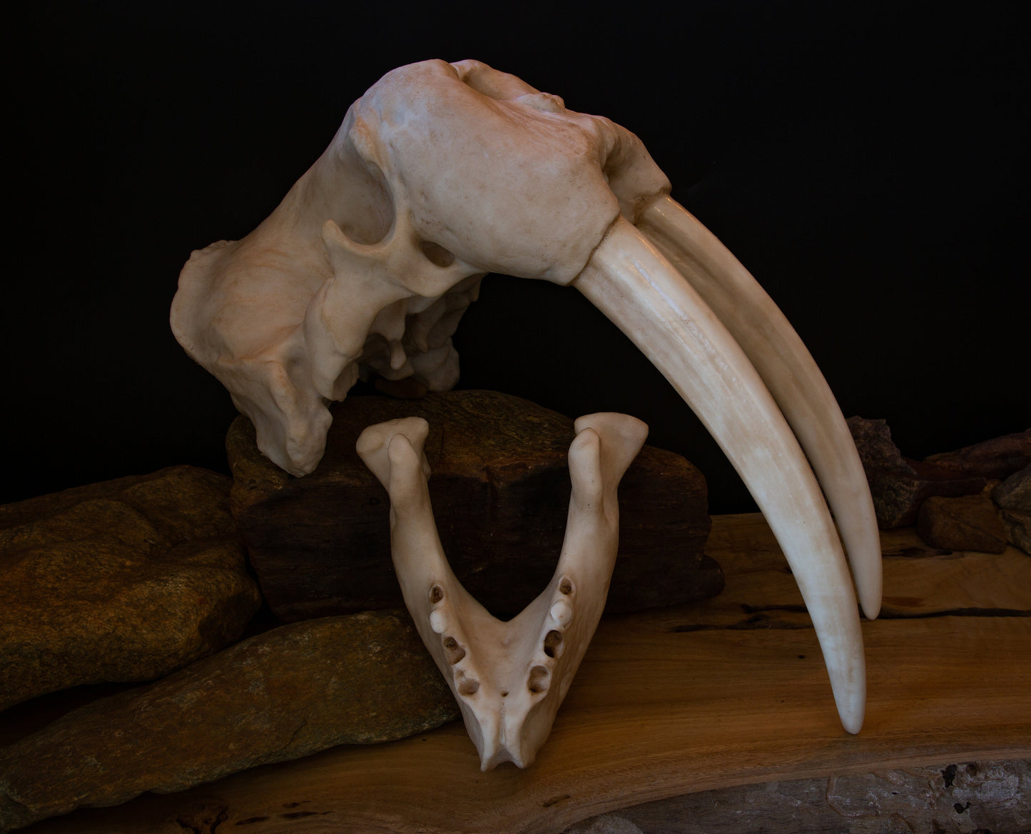 Walrus Skull Replica with Display Base – Large Life-Sized