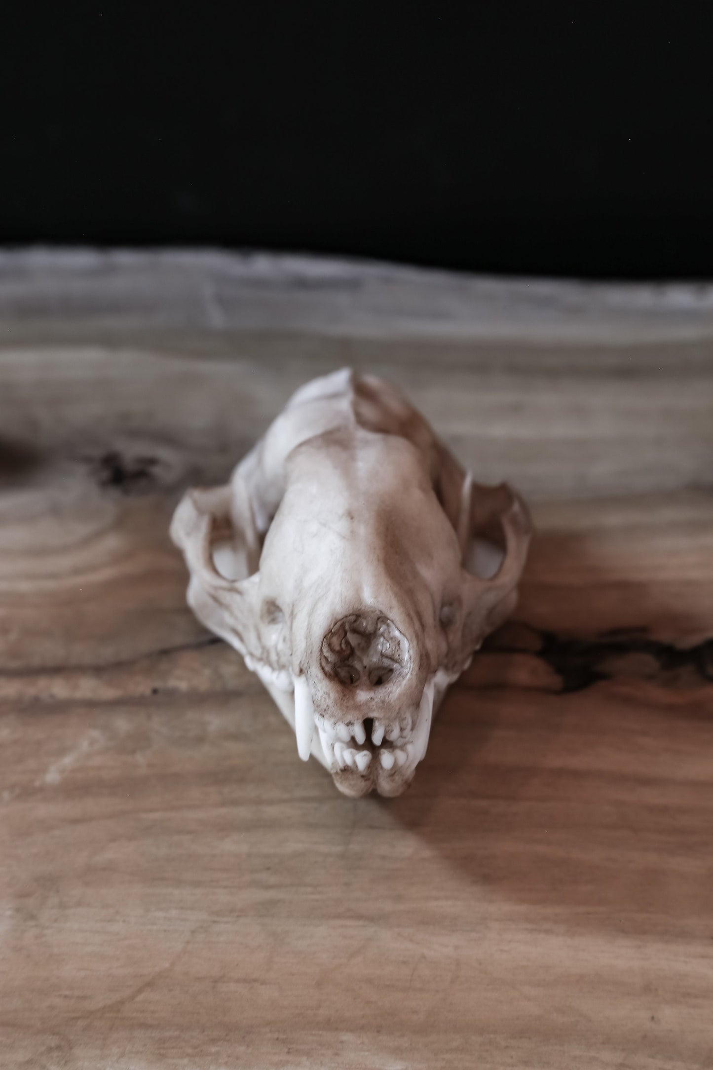 Tiger Quoll Skull Replica – Australian Marsupial Display Piece