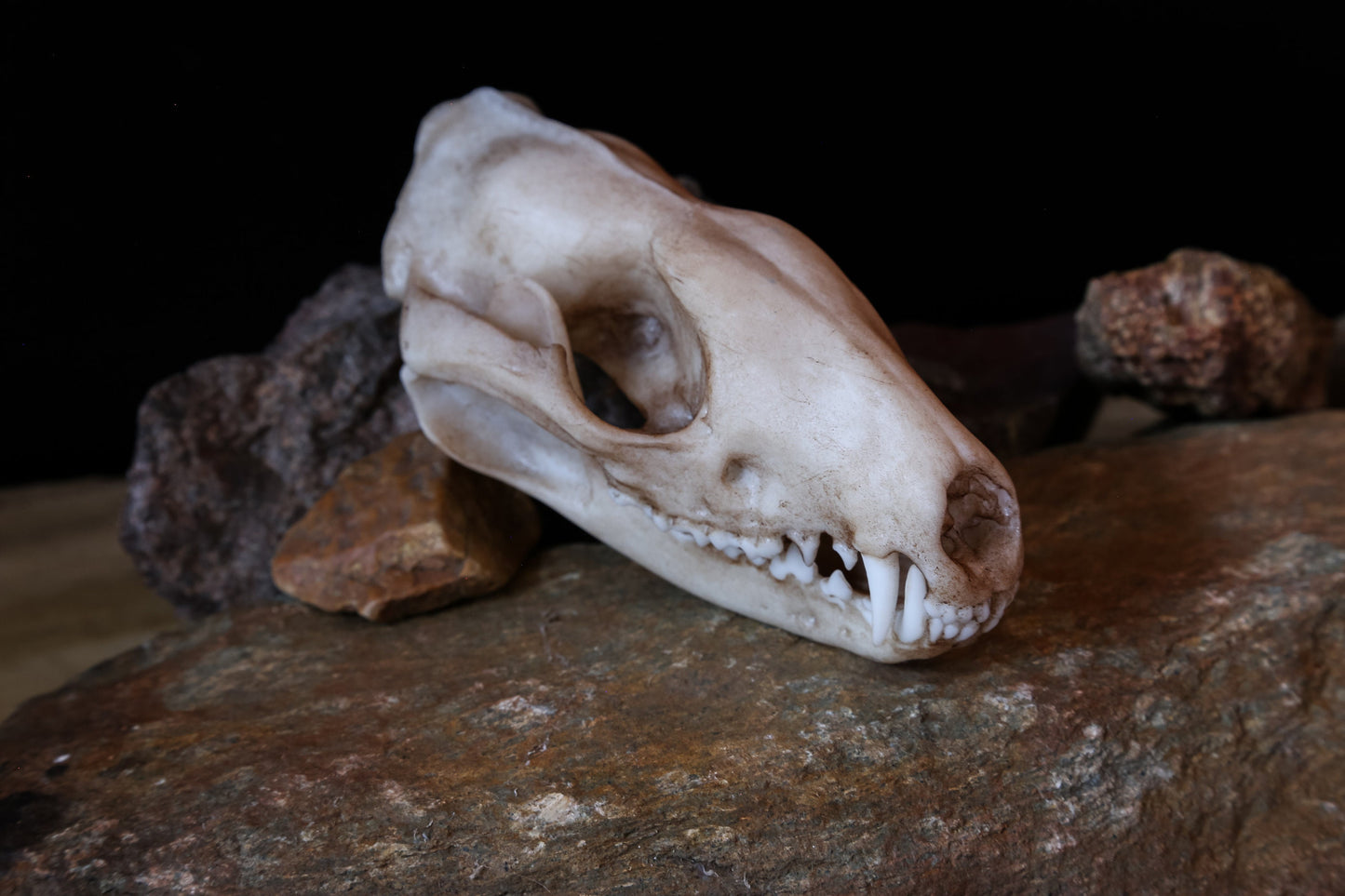 Tiger Quoll Skull Replica – Australian Marsupial Display Piece