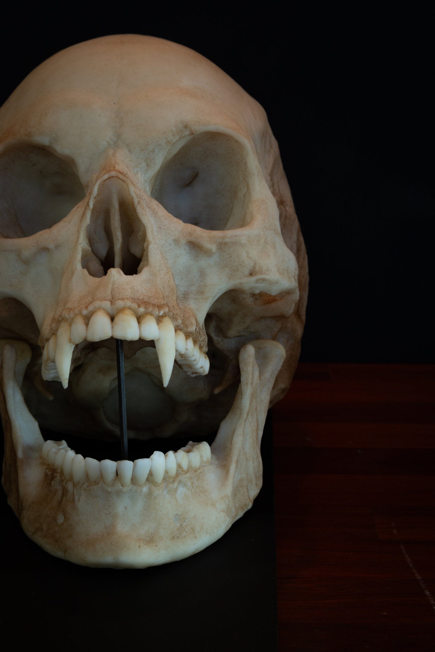 Vampire Skull Replica – Life-Sized Mythical Display Piece