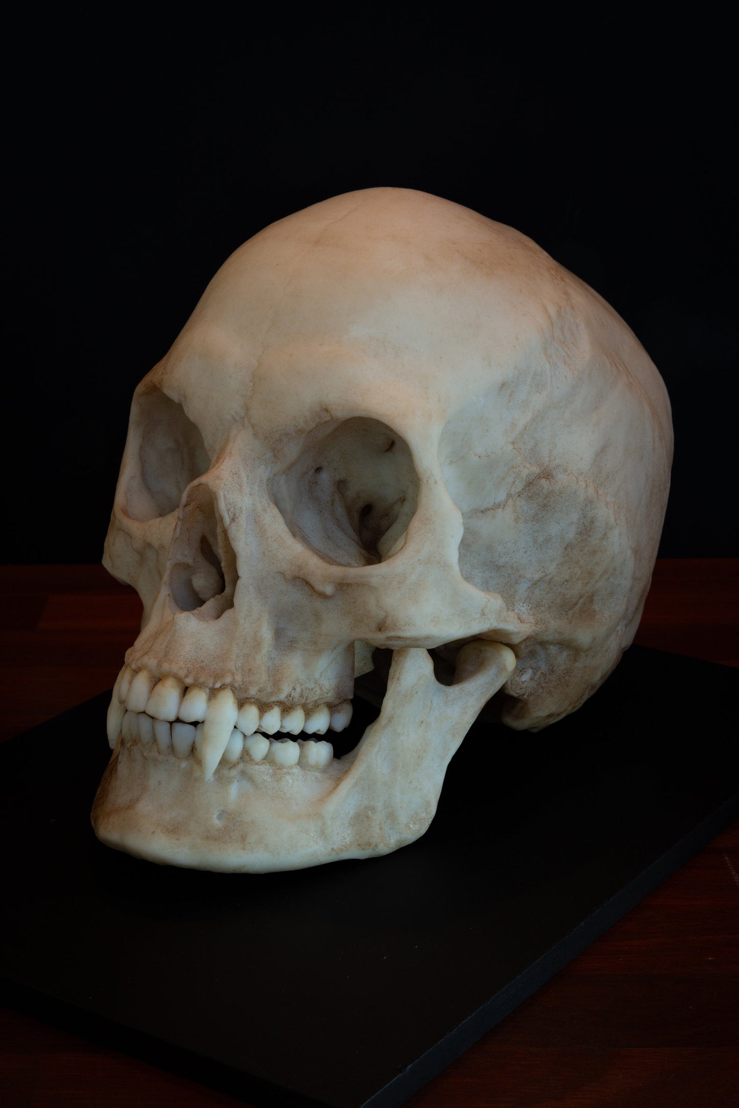Vampire Skull Replica – Life-Sized Mythical Display Piece