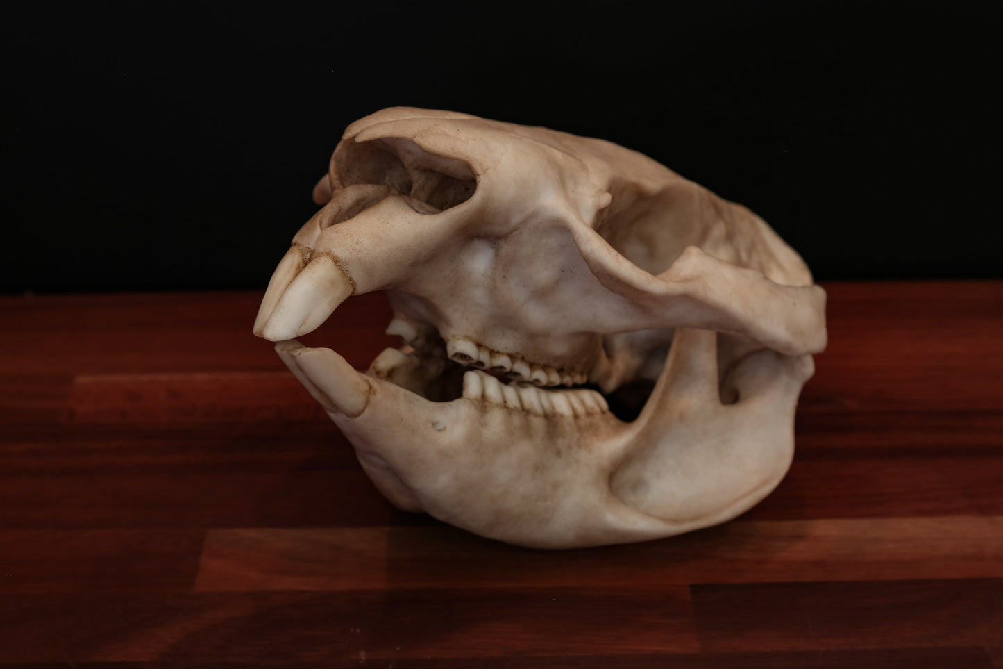 Wombat Skull Replica – Life-Sized Display Piece