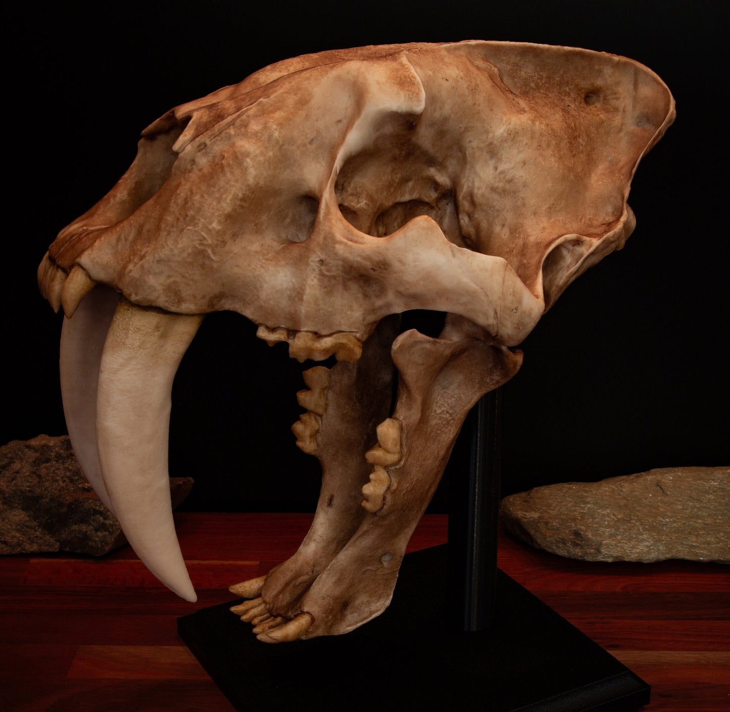 Sabertooth Cat Skull Replica with Display Base – Large Full-Sized