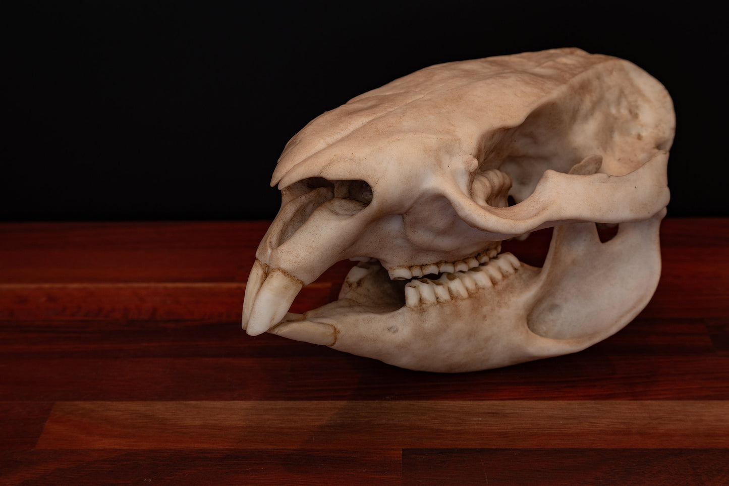 Wombat Skull Replica – Life-Sized Display Piece