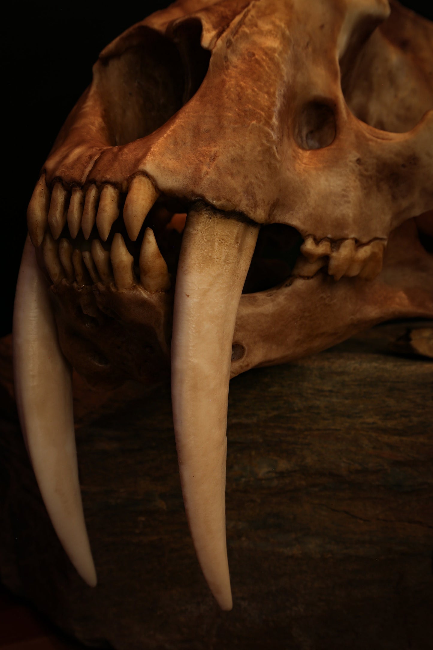 Sabertooth Cat Skull Replica with Display Base – Large Full-Sized