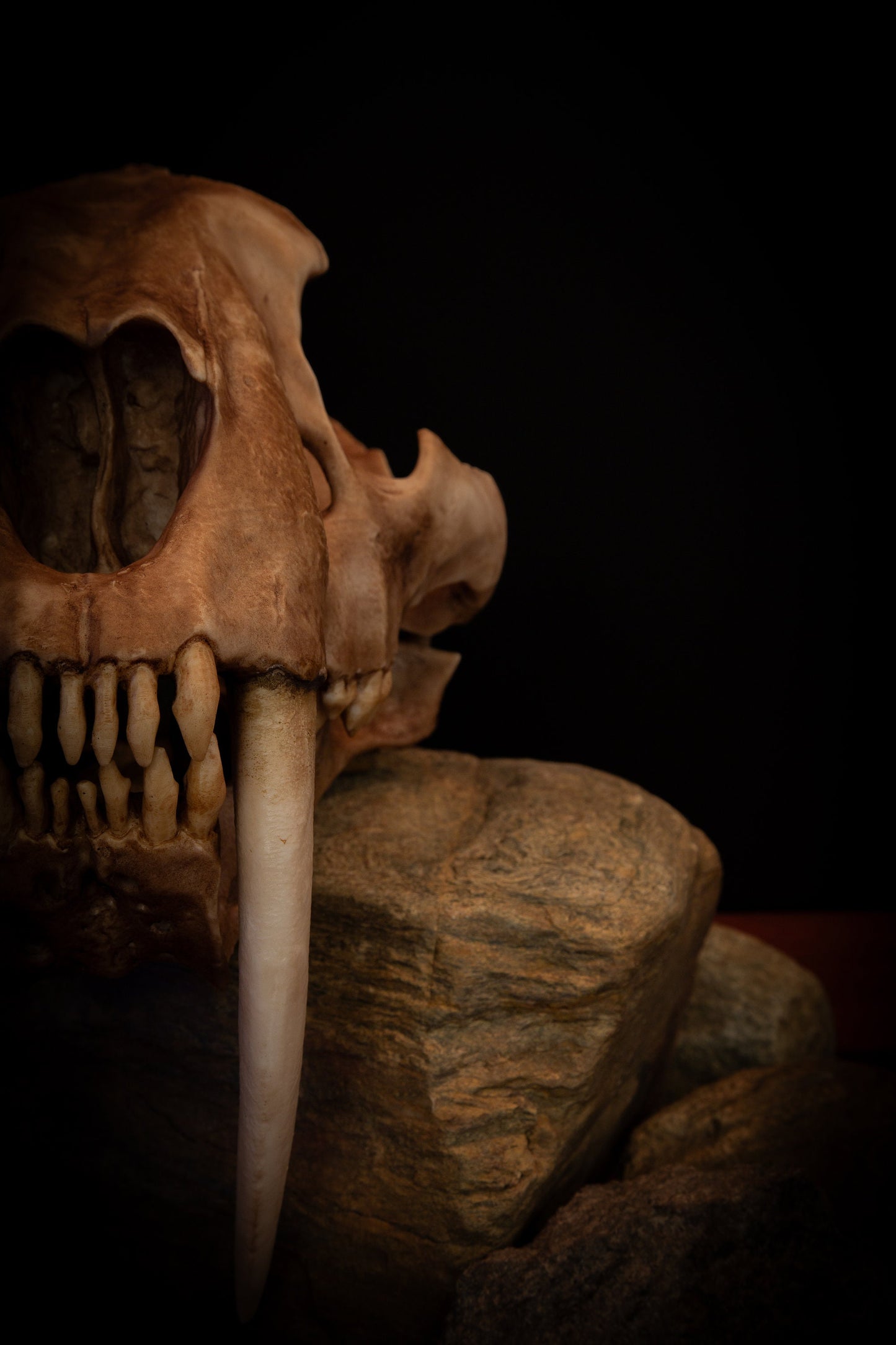 Sabertooth Cat Skull Replica with Display Base – Large Full-Sized