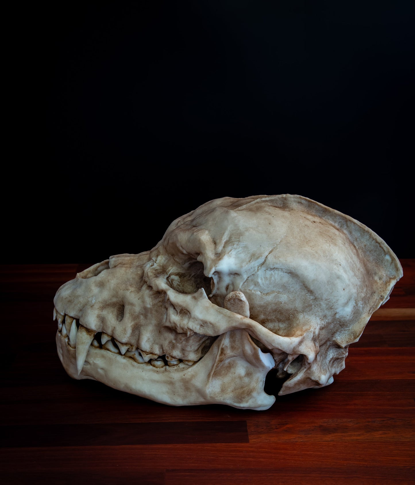 Werewolf Skull Replica – Life-Sized Mythical Display Piece
