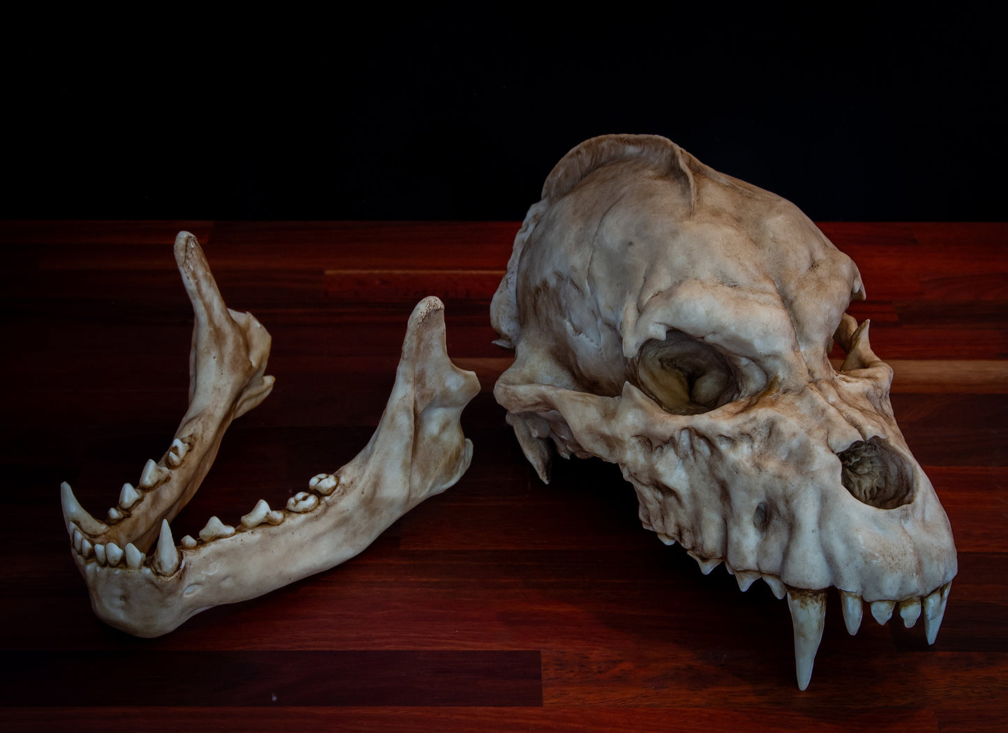 Werewolf Skull Replica – Life-Sized Mythical Display Piece