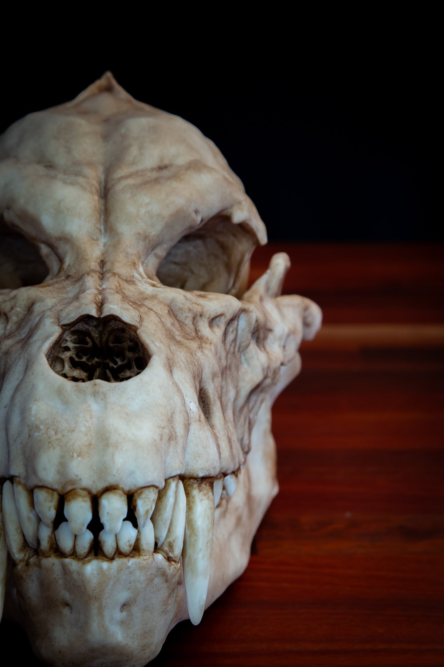 Werewolf Skull Replica – Life-Sized Mythical Display Piece