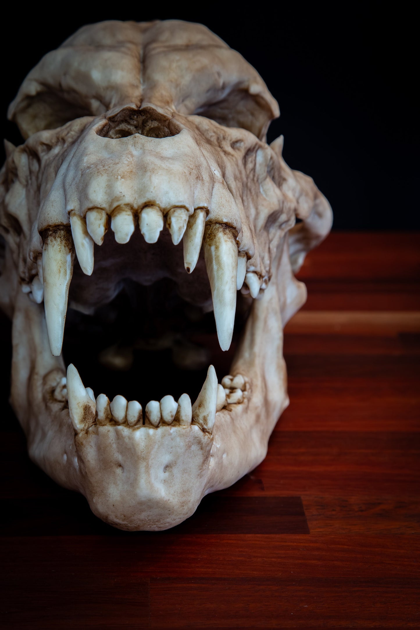 Werewolf Skull Replica – Life-Sized Mythical Display Piece