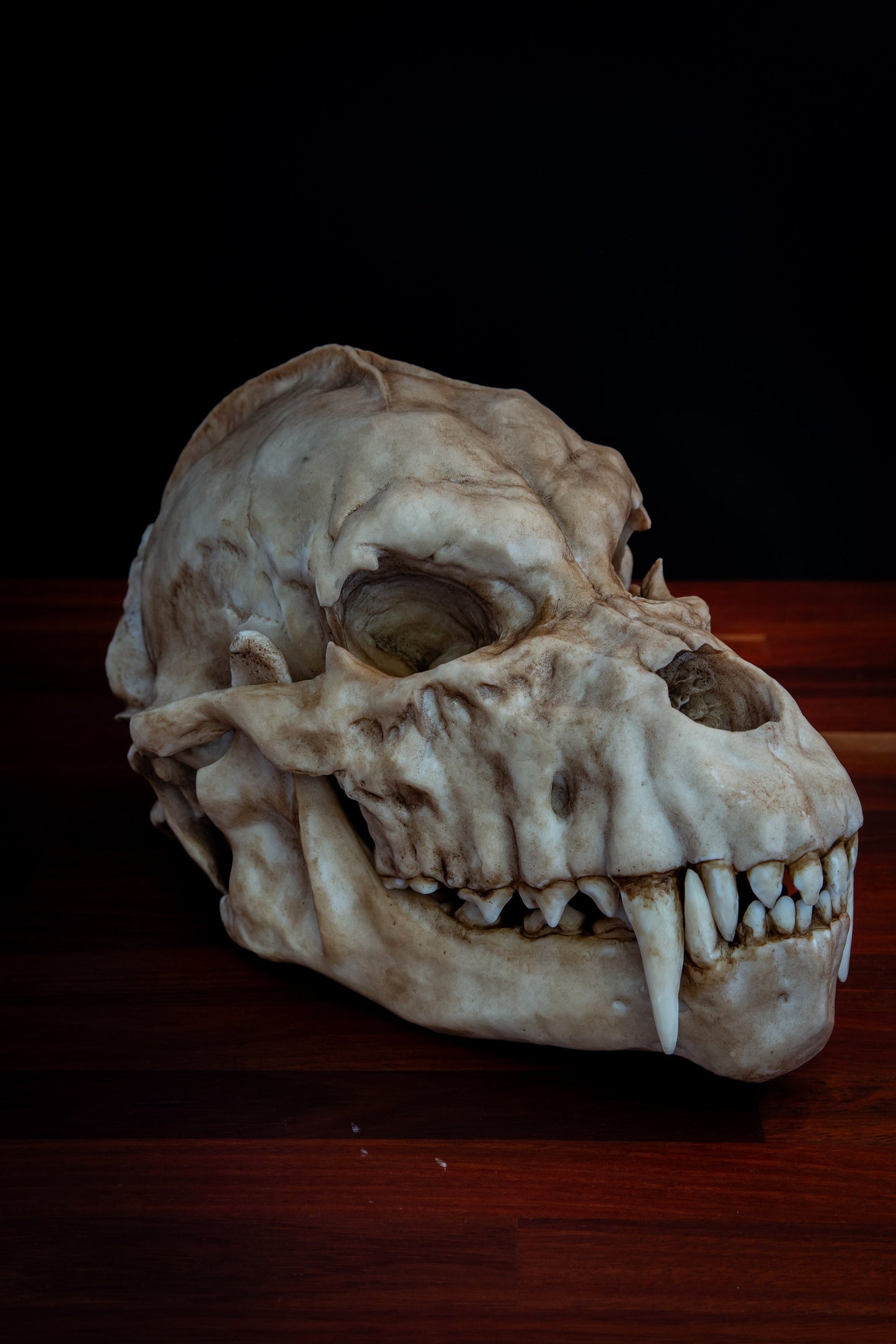 Werewolf Skull Replica – Life-Sized Mythical Display Piece