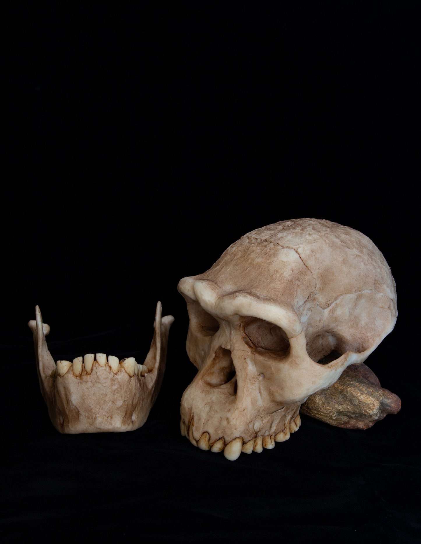 Homo erectus Dmanisi Skull Replica – Life-Sized Anatomical Display Piece