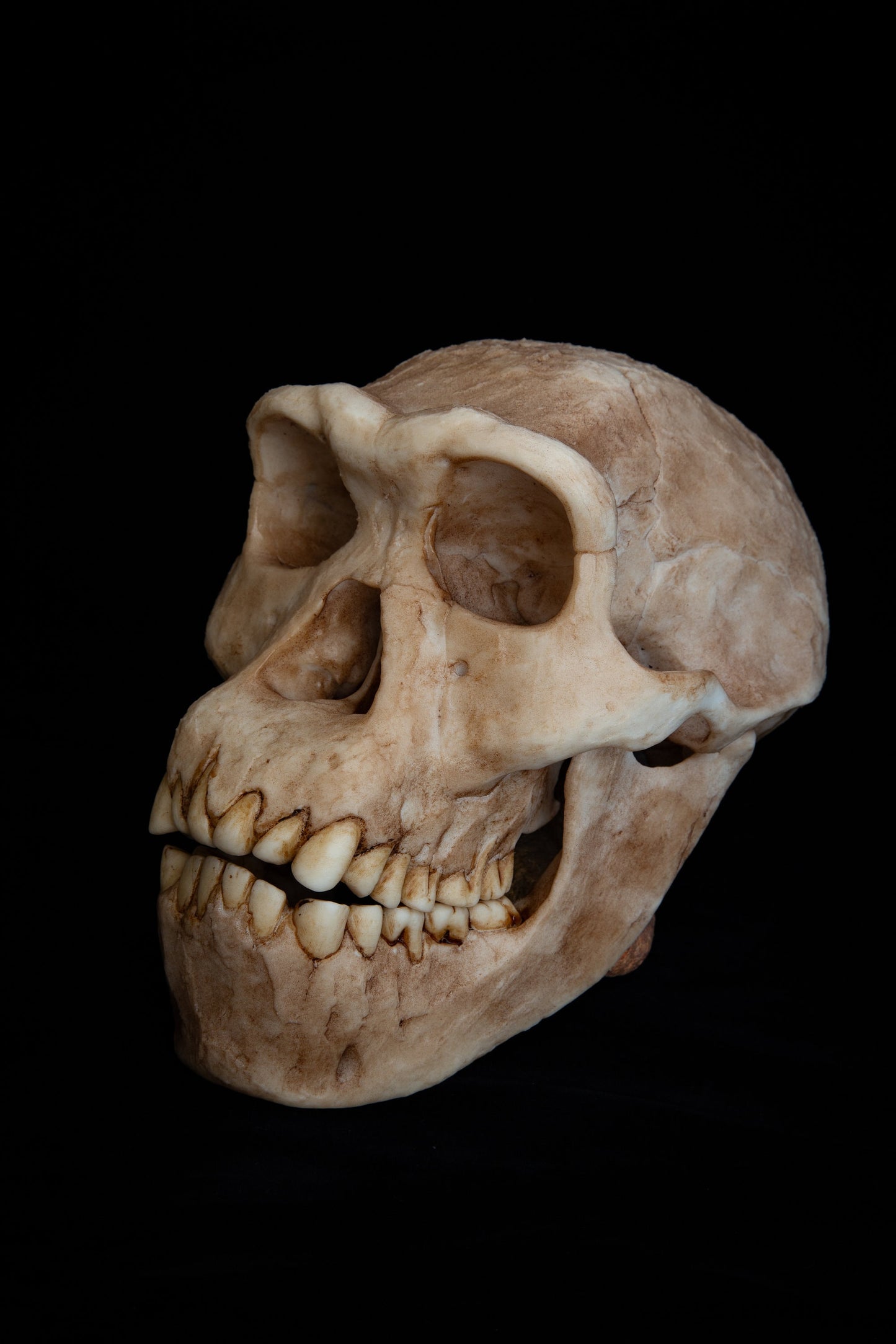 Homo erectus Dmanisi Skull Replica – Life-Sized Anatomical Display Piece