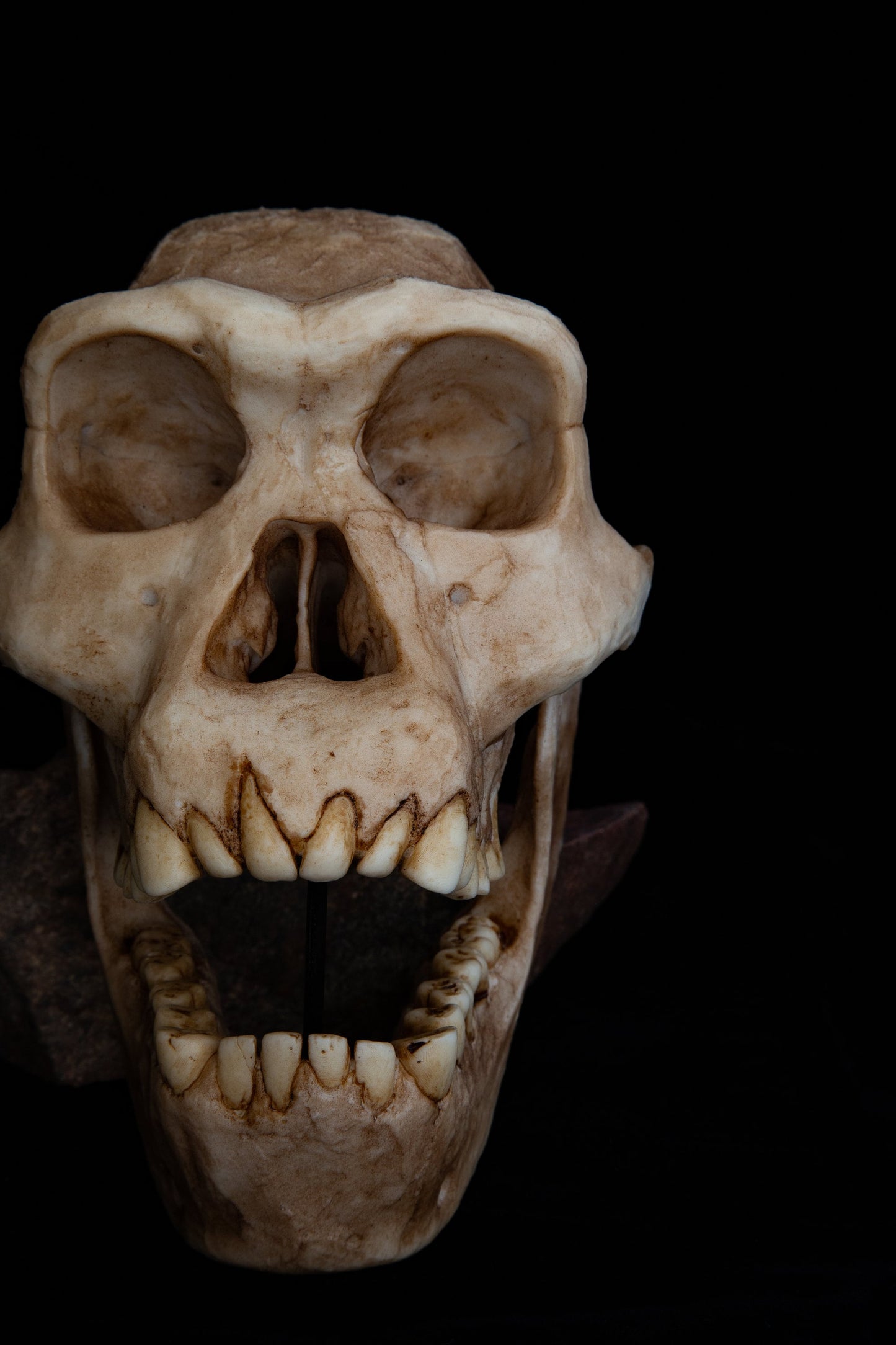 Homo erectus Dmanisi Skull Replica – Life-Sized Anatomical Display Piece