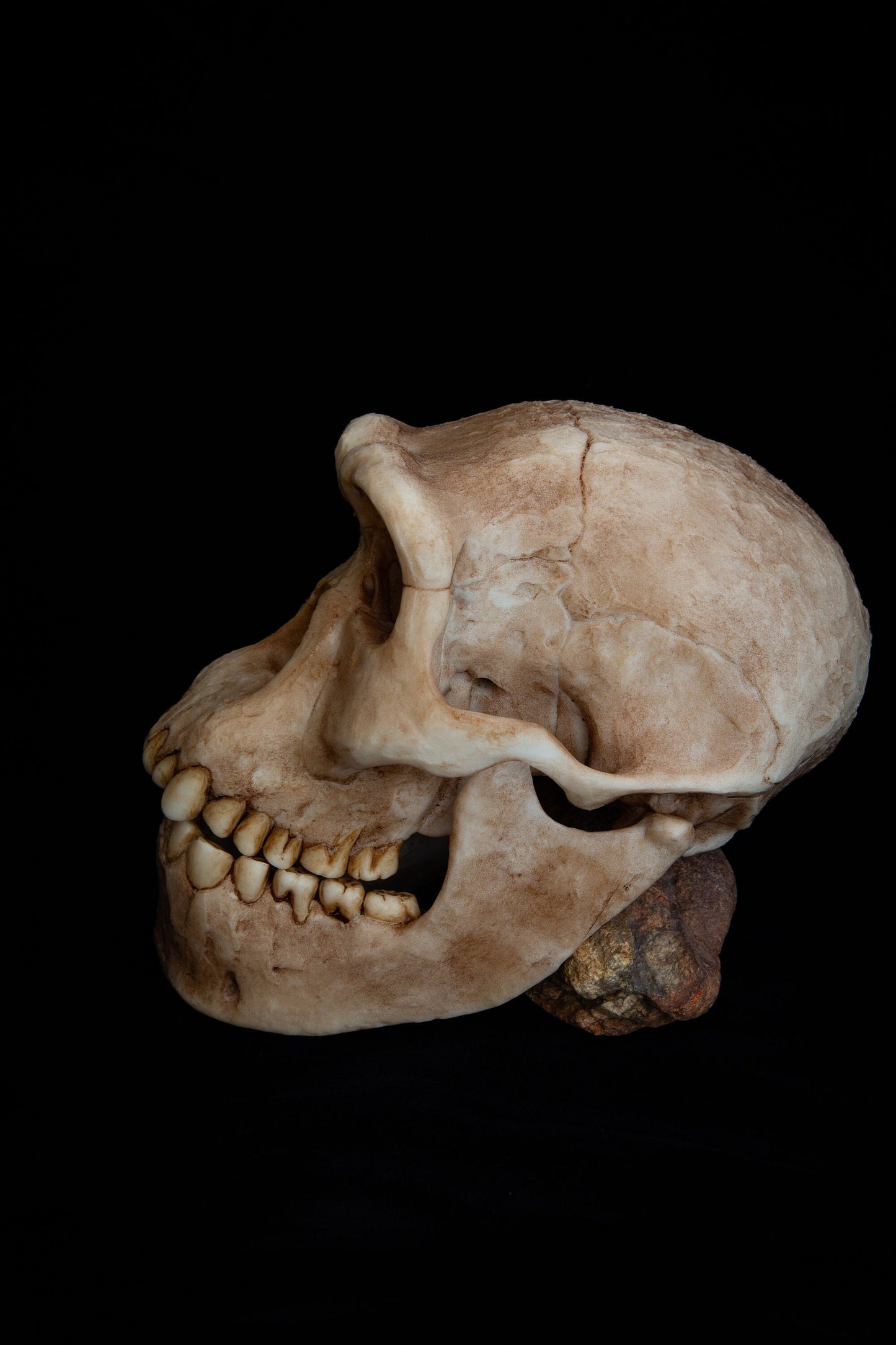Homo erectus Dmanisi Skull Replica – Life-Sized Anatomical Display Piece