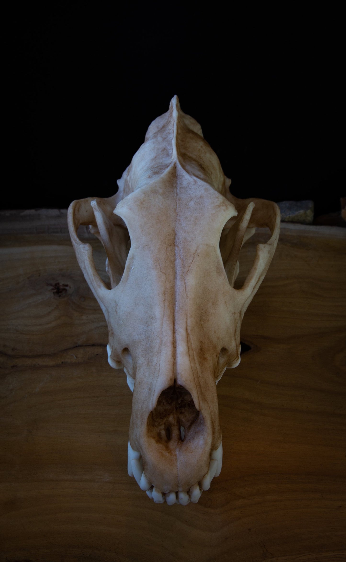 Grey Wolf Skull Replica – Life-Sized Display Piece