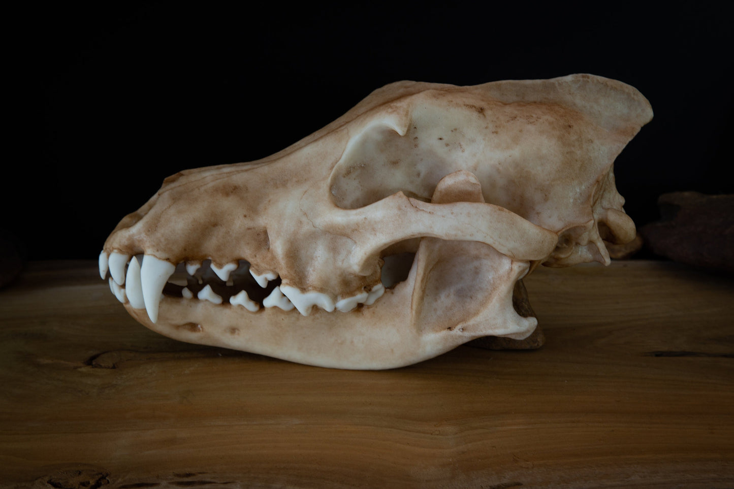 Grey Wolf Skull Replica – Life-Sized Display Piece