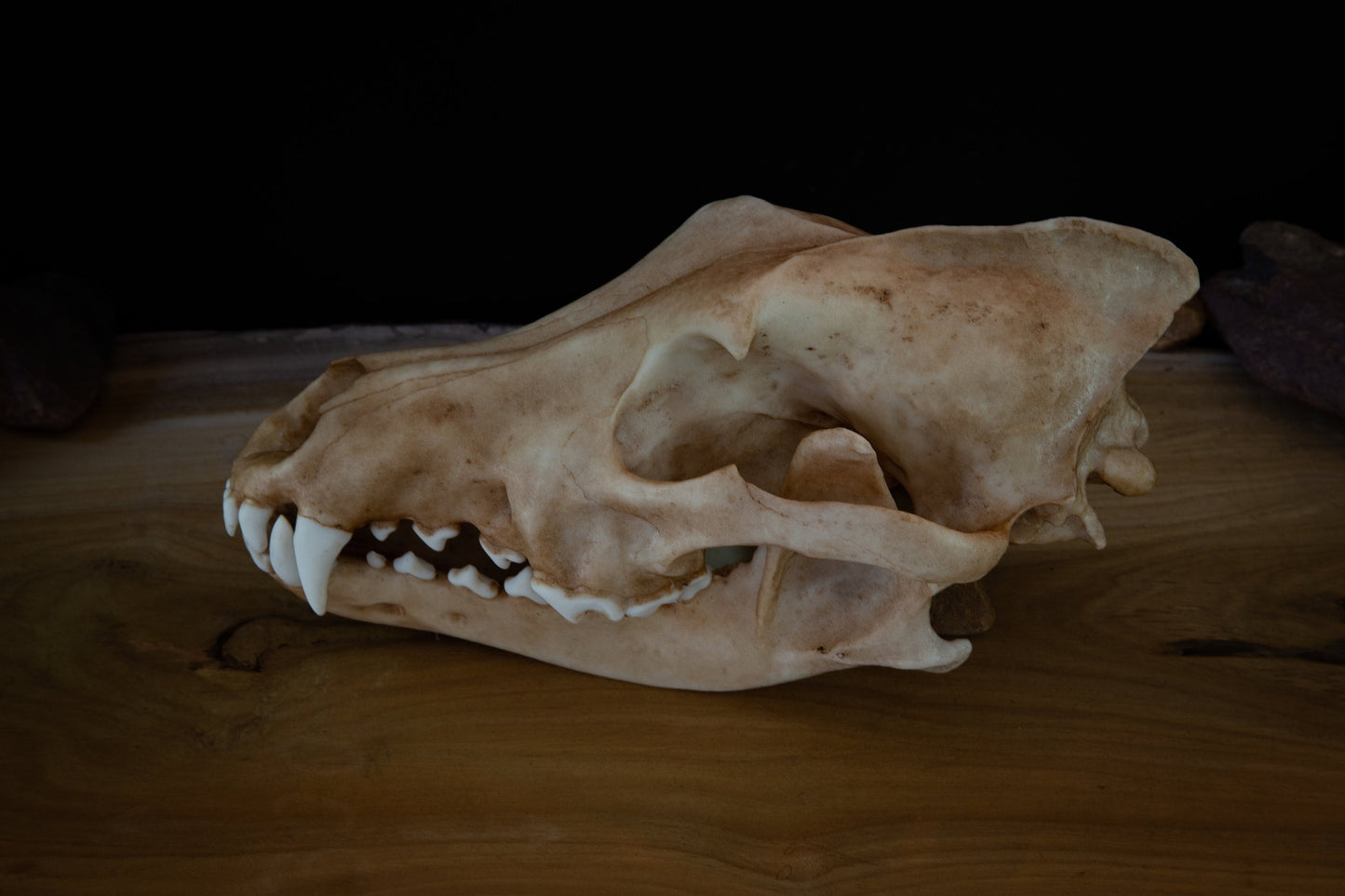 Grey Wolf Skull Replica – Life-Sized Display Piece