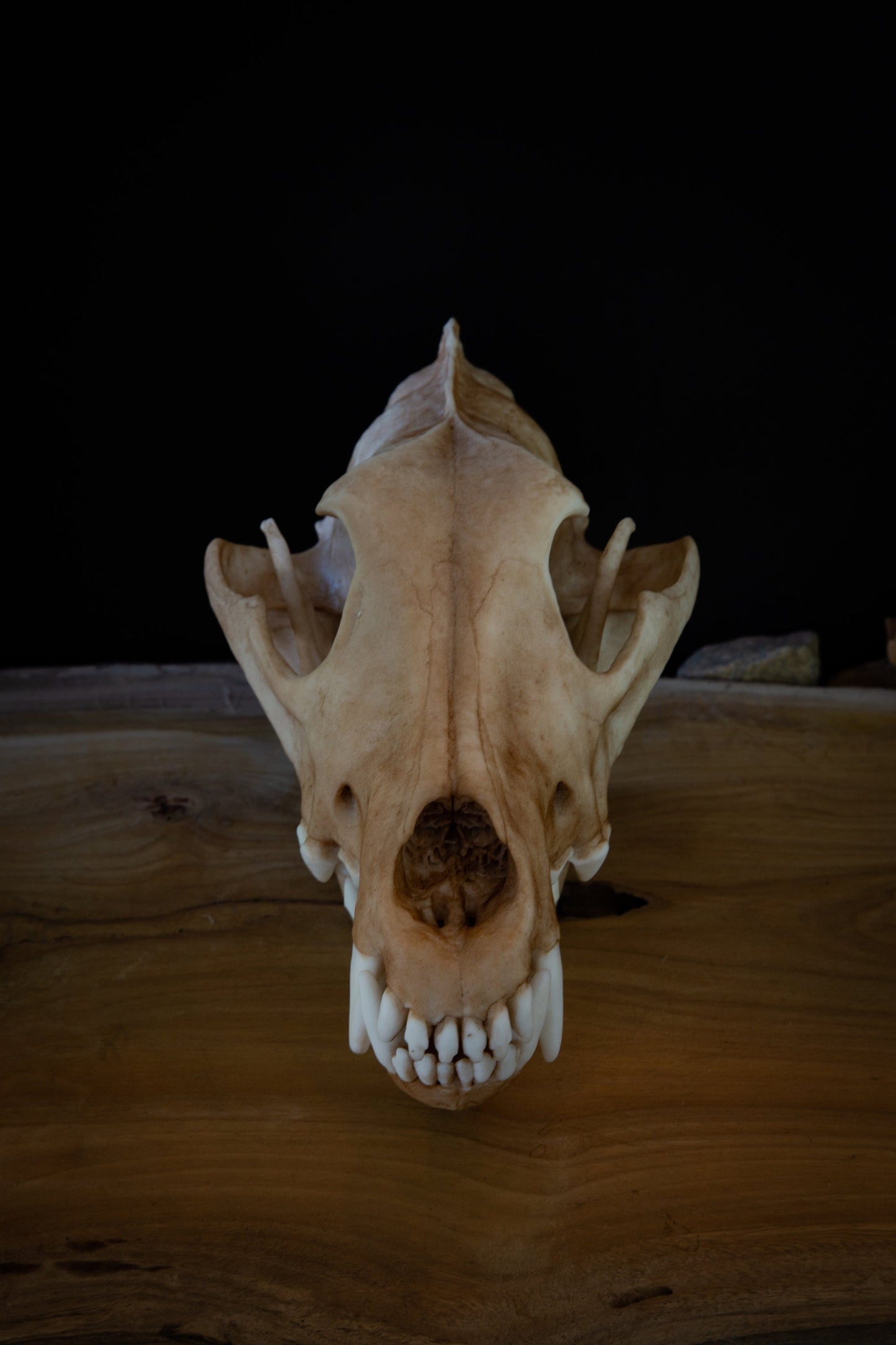 Grey Wolf Skull Replica – Life-Sized Display Piece