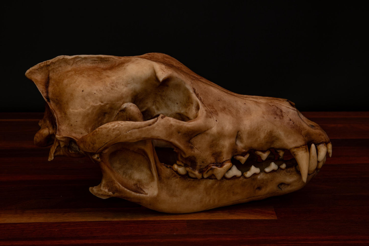 Dire Wolf Skull Replica – Life-Sized Display Piece