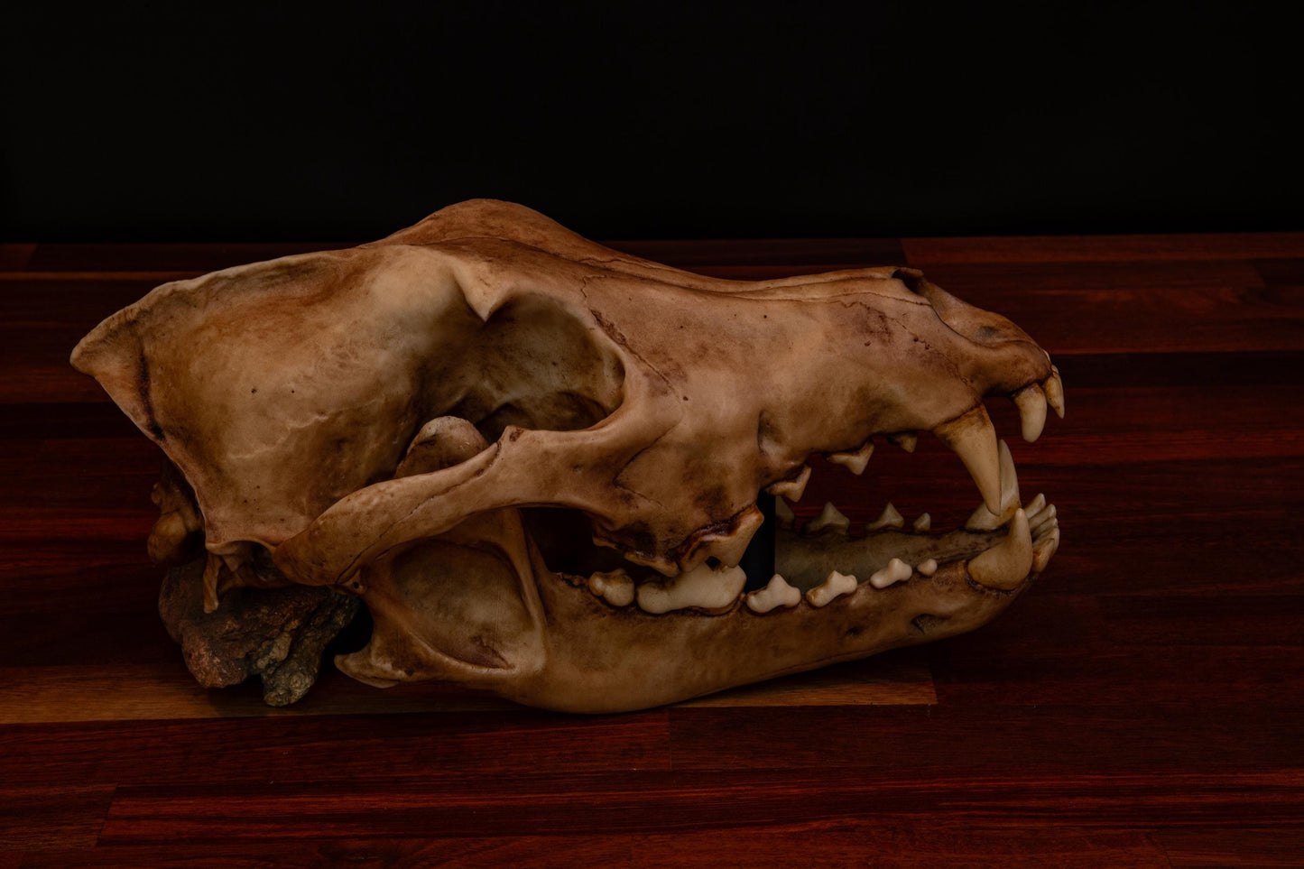 Dire Wolf Skull Replica – Life-Sized Display Piece